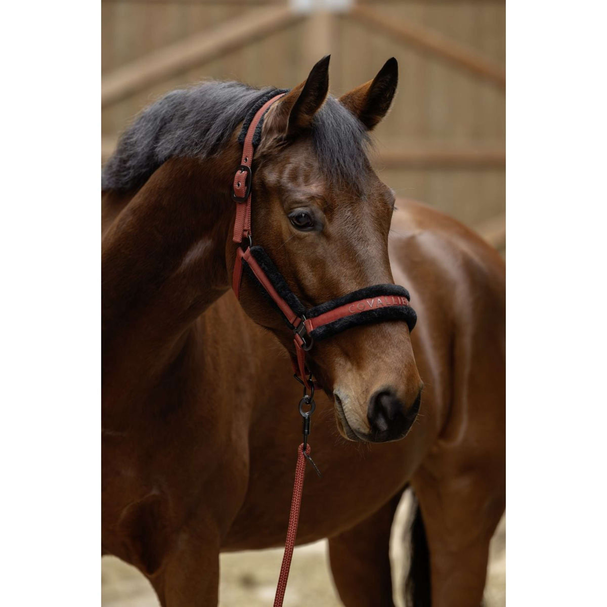 Covalliero Halfter AW25 Rostbraun