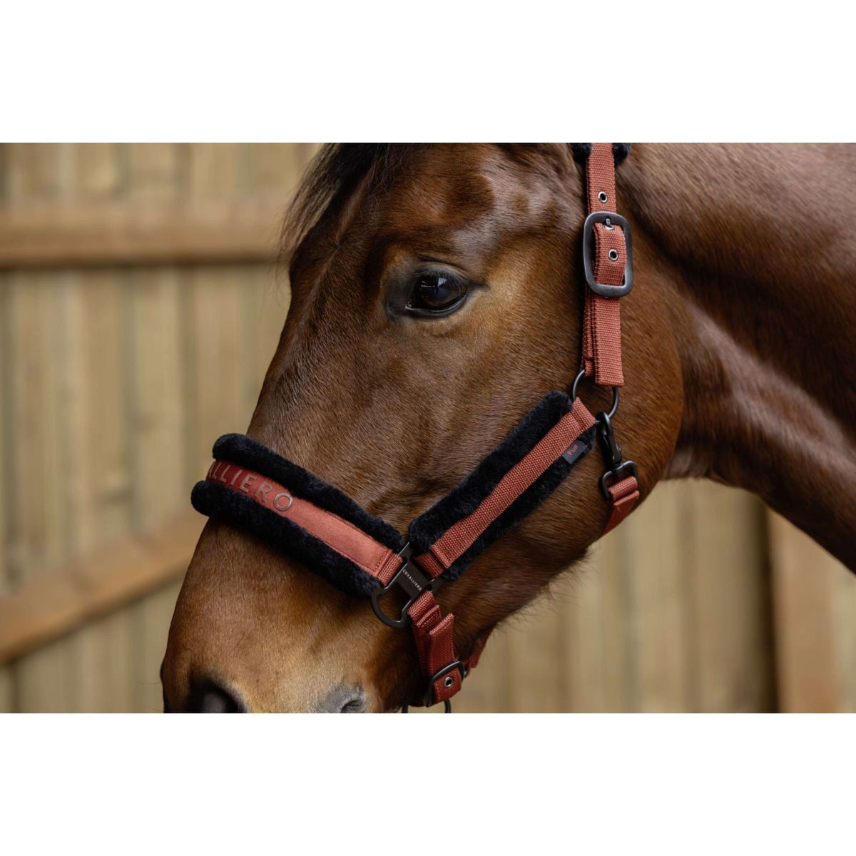 Covalliero Halfter AW25 Rostbraun