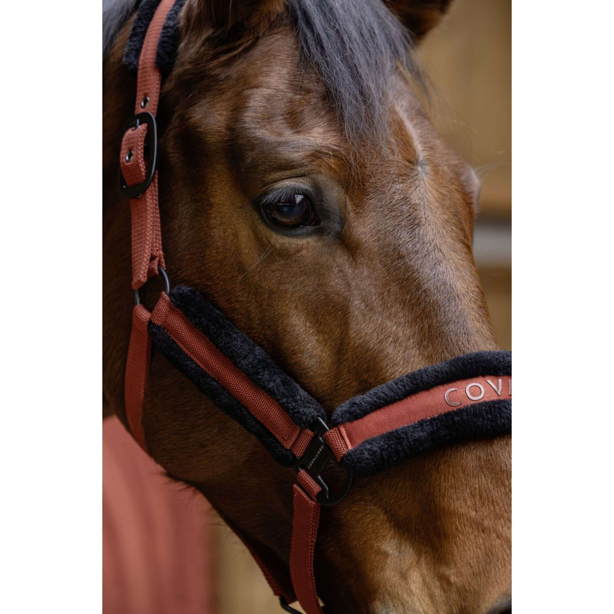 Covalliero Halfter AW25 Rostbraun