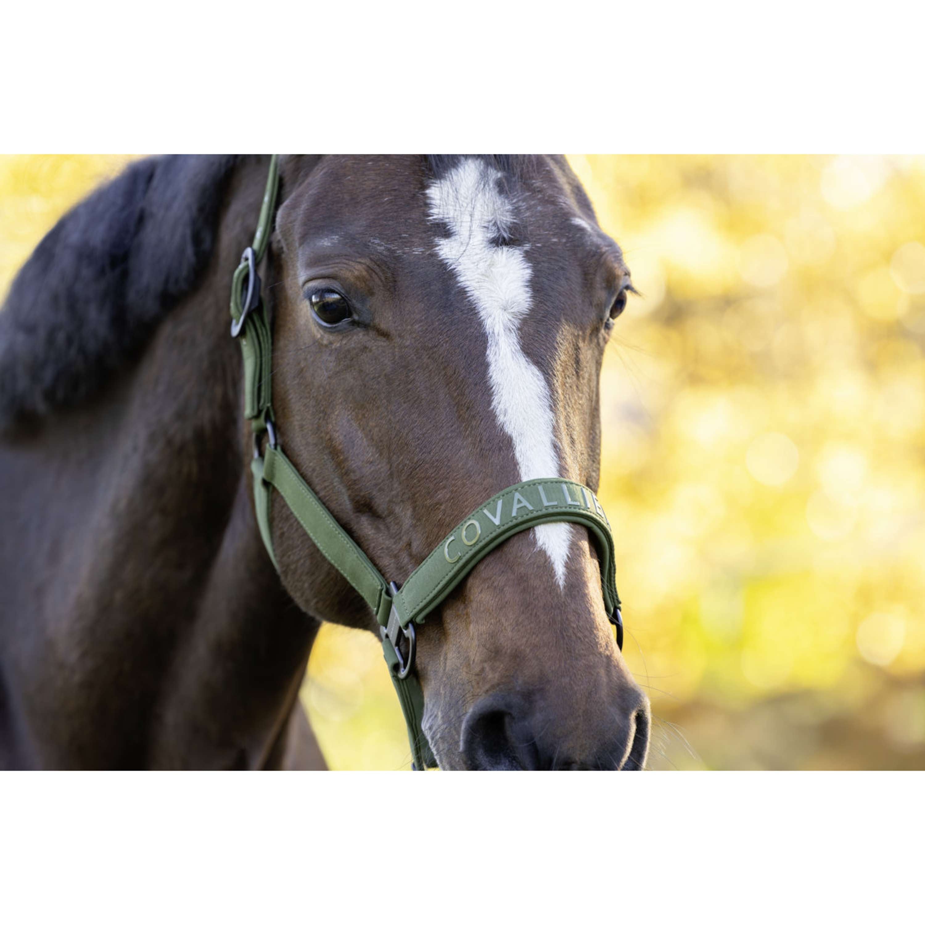 Covalliero Halfter AW26 Forest Green
