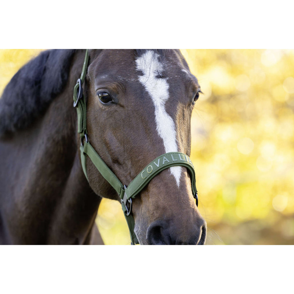 Covalliero Halfter AW26 Forest Green