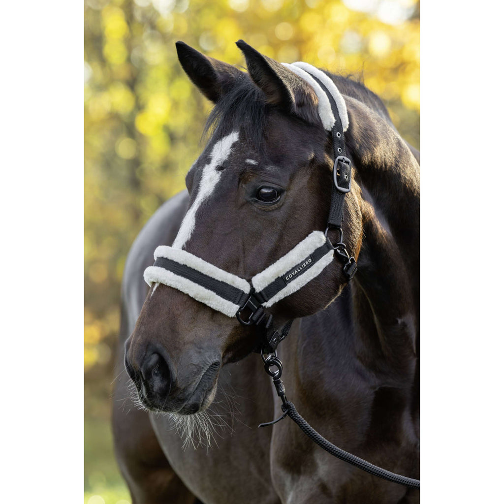 Covalliero Halfter Soft AW26 Schwarz