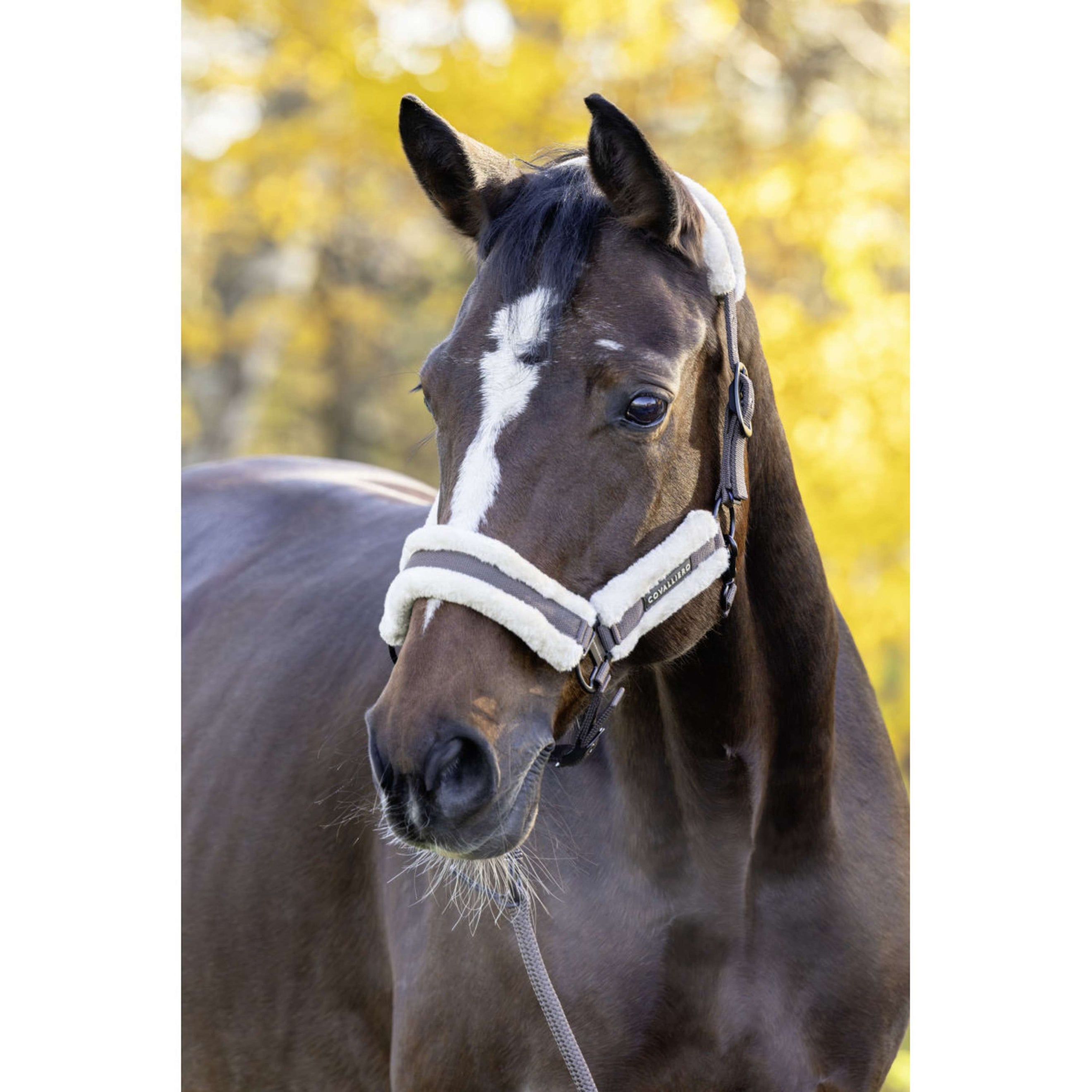 Covalliero Halfter Soft AW26 Milky Chocolate Covalliero Halfter Soft AW26 Milky Chocolate