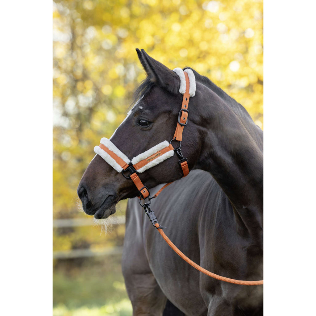 Covalliero Halfter Soft AW26 Orange