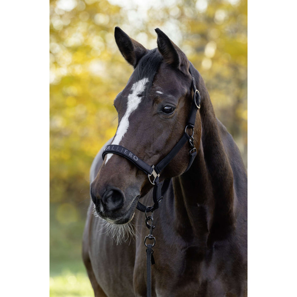 Covalliero Halfter AW26 Schwarz