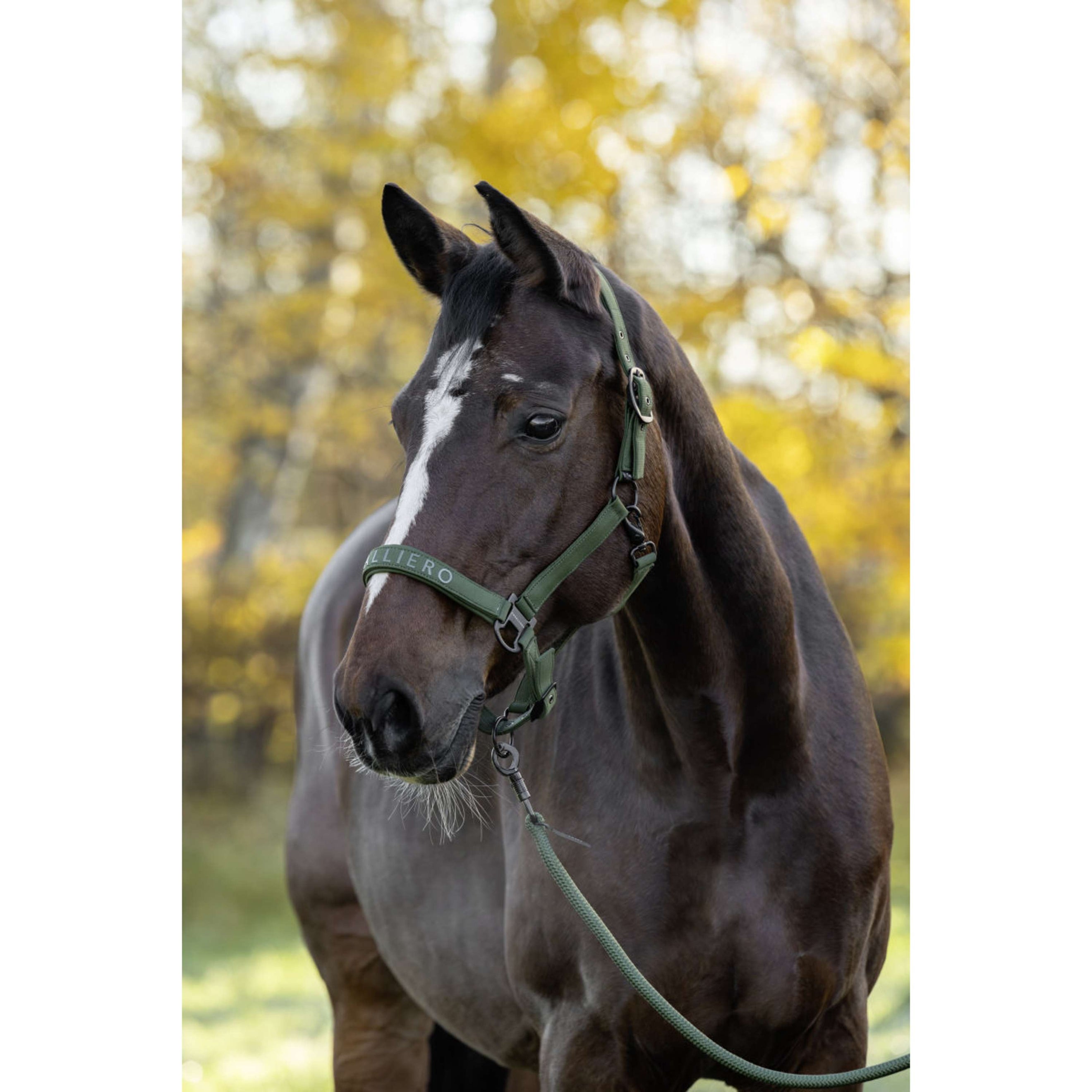 Covalliero Halfter AW26 Forest Green Covalliero Halfter AW26 Forest Green