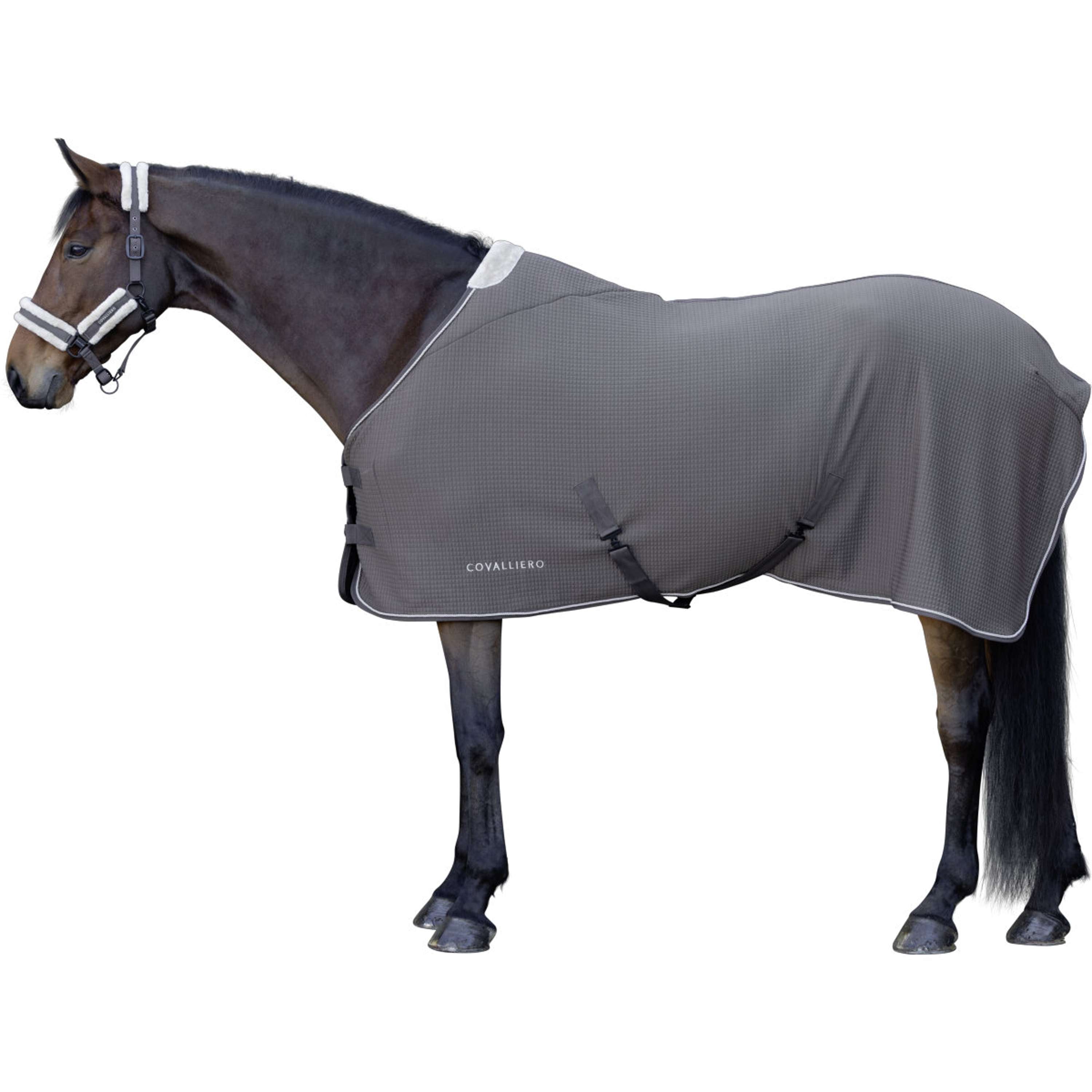 Covalliero Abschwitzdecke Premium AW26 Milky Chocolate