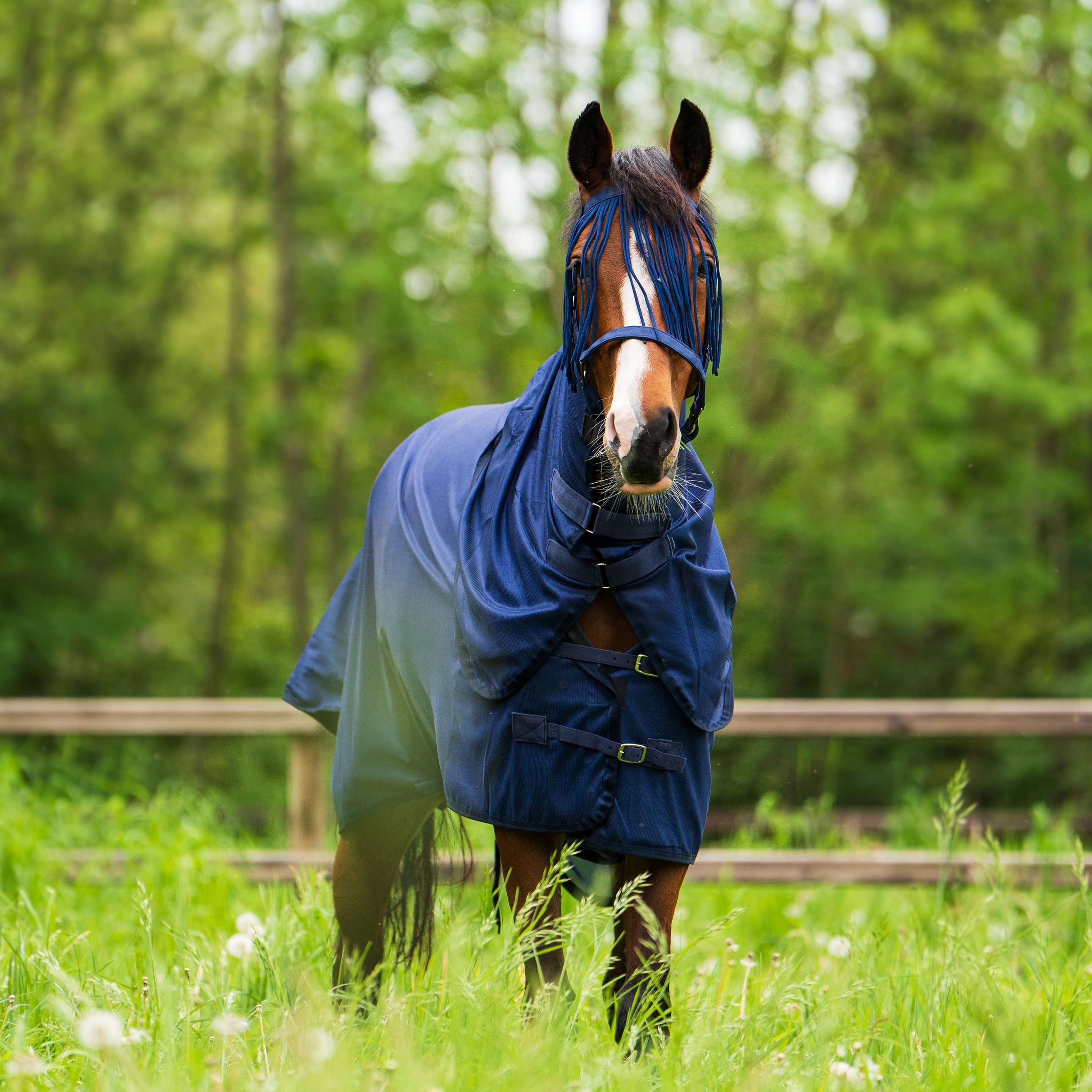 Imperial Riding Fliegendecke IRHReese Navy