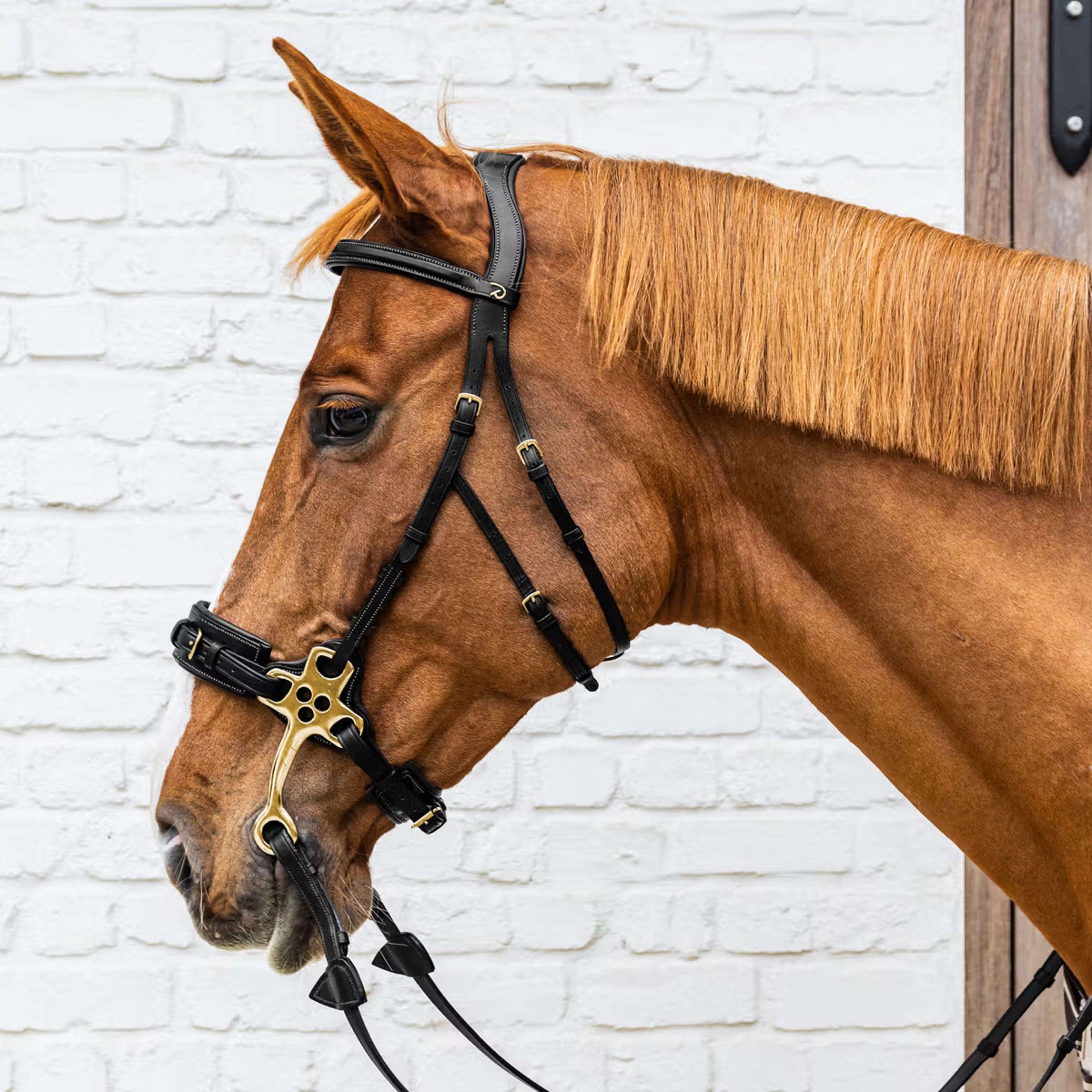 Dyon Zaum Hackamore Schwarz Dyon Zaum Hackamore Schwarz