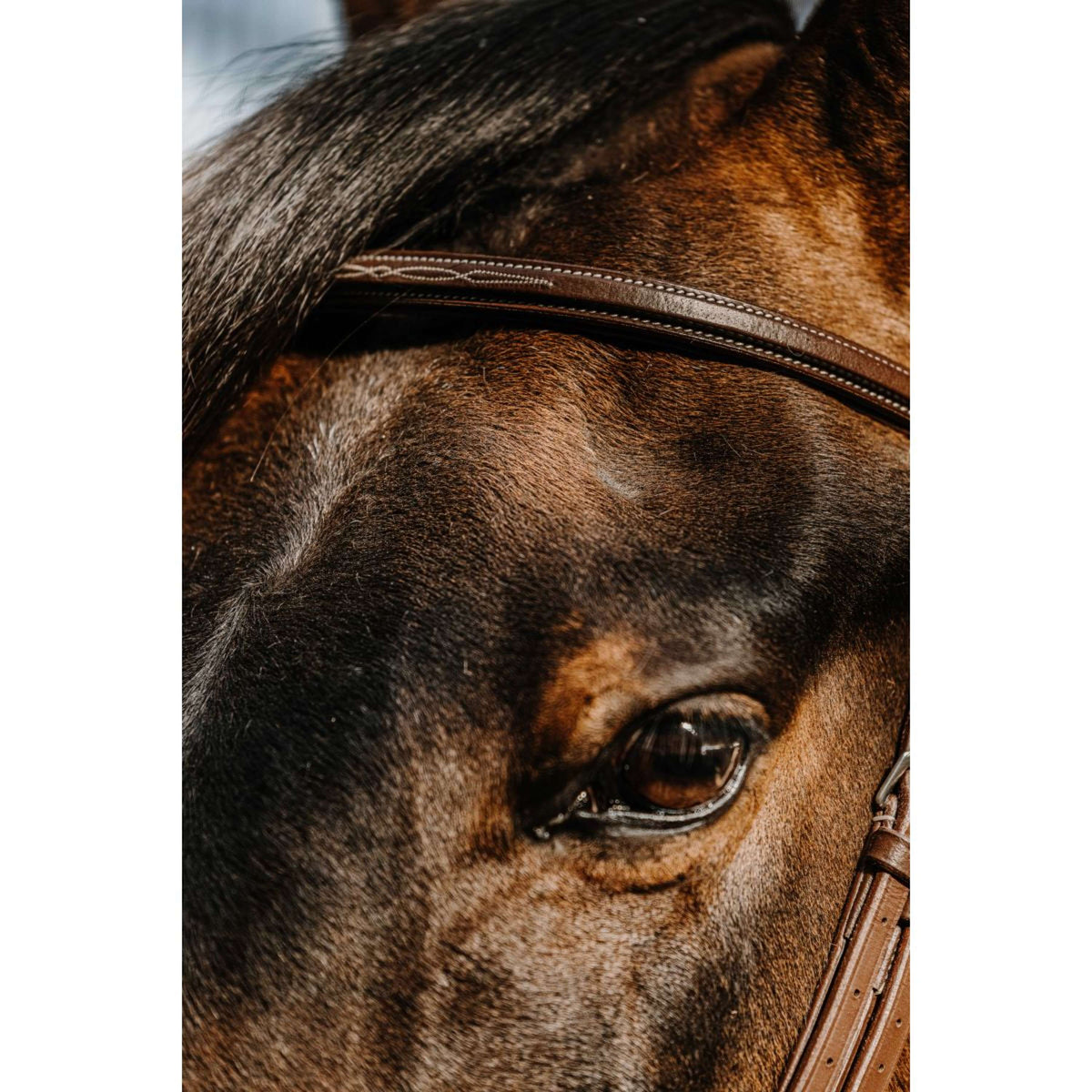 Norton Zaum Hunter Havanna