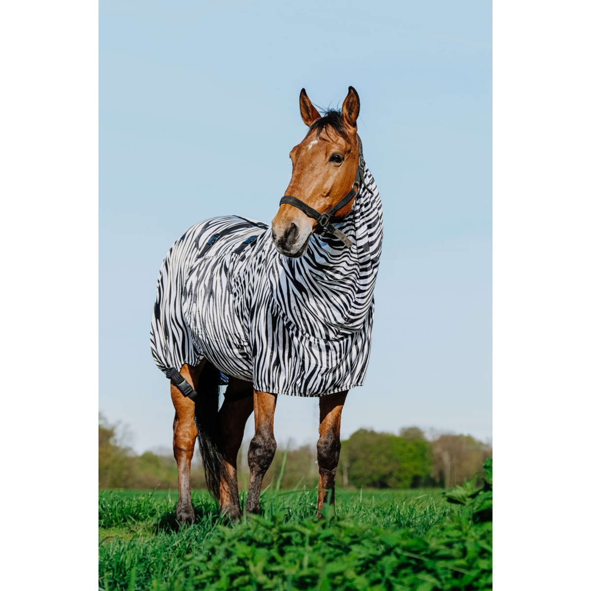 Riding World Ekzemerdecke Zebra