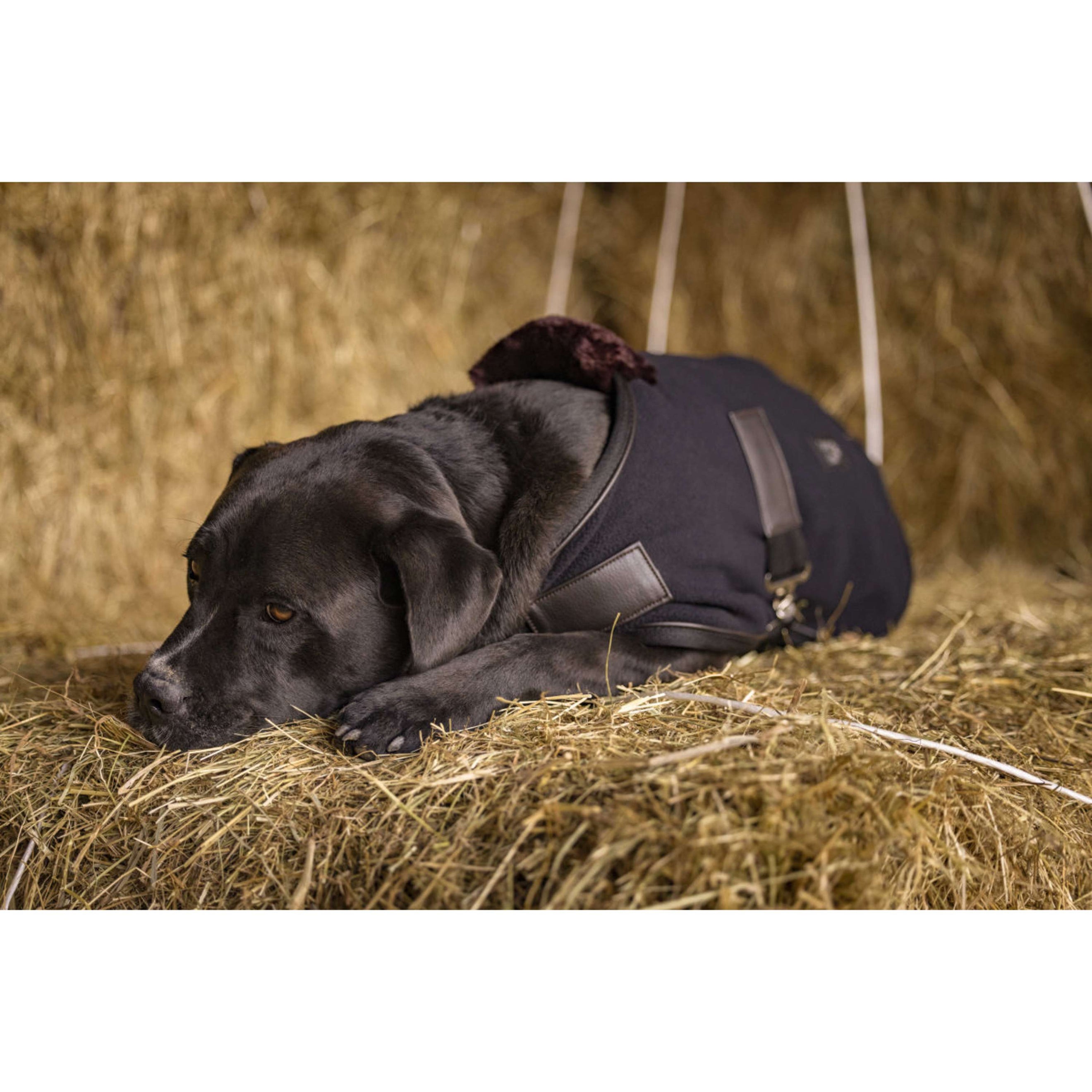 Diego & Louna Hundedecke Polar Schwarz Diego & Louna Hundedecke Polar Schwarz