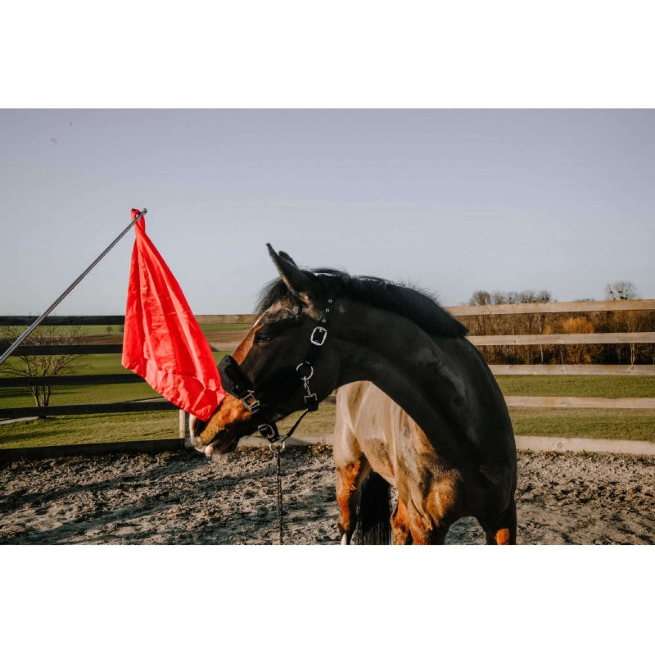 Hippotonic Trainingsstock Ethologisch mit Flagge Rot