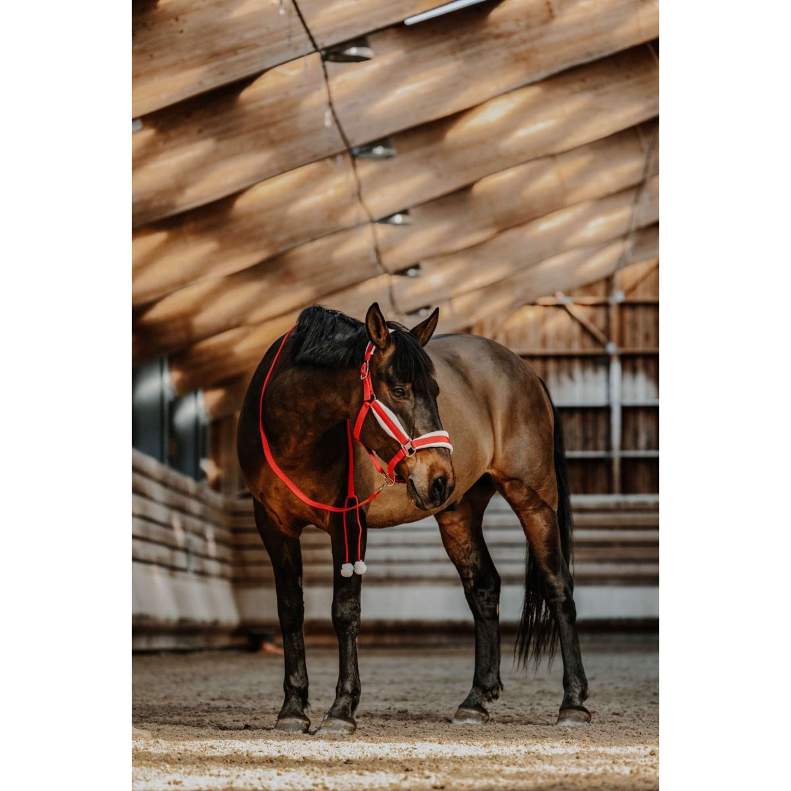 EQUITHÈME Halfter Set Weihnachten Rot