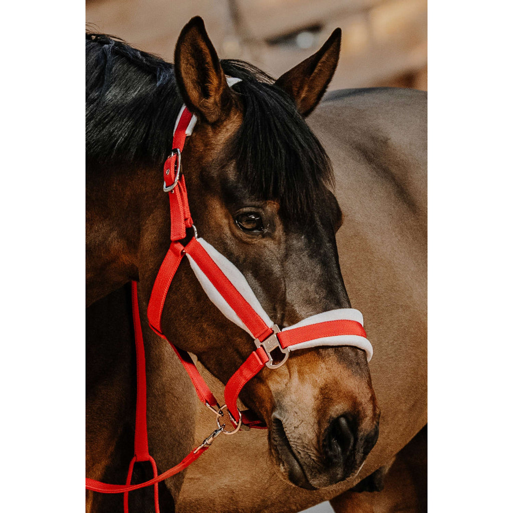 EQUITHÈME Halfter Set Weihnachten Rot
