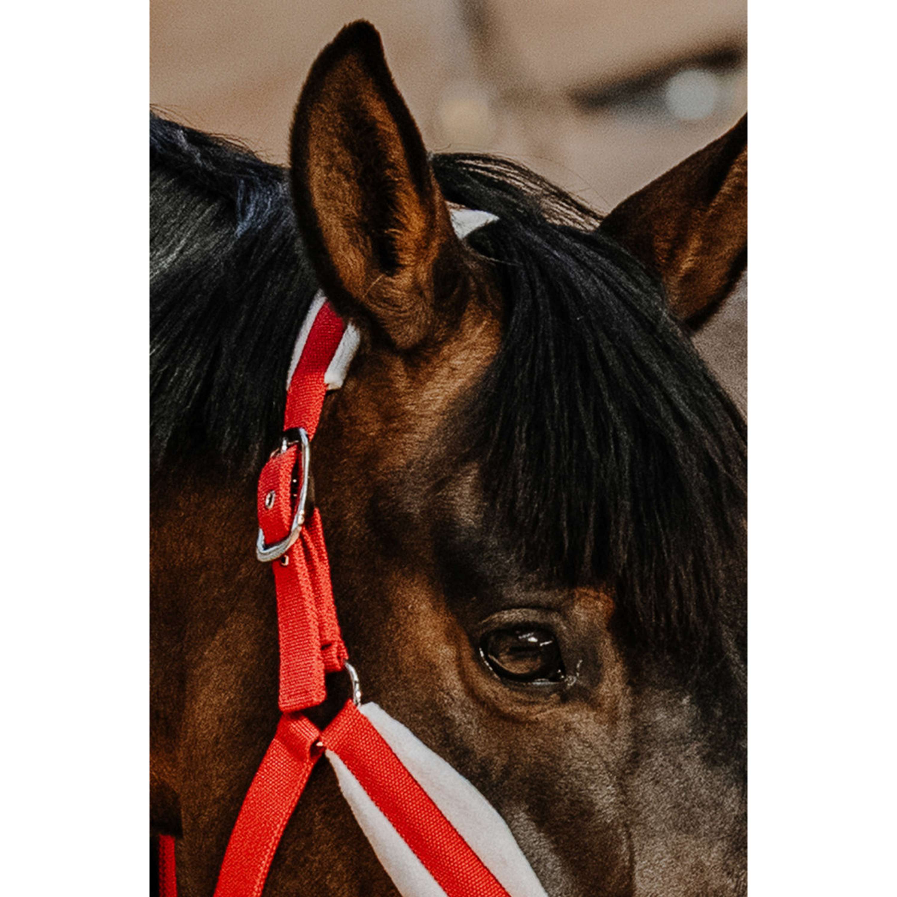 EQUITHÈME Halfter Set Weihnachten Rot