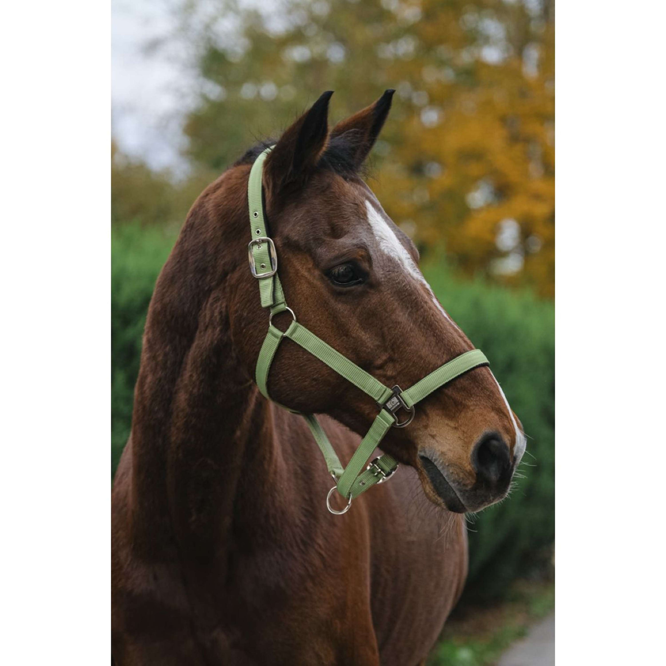 EQUITHÈME Halfter Spring Nylon Hellgrün EQUITHÈME Halfter Spring Nylon Hellgrün