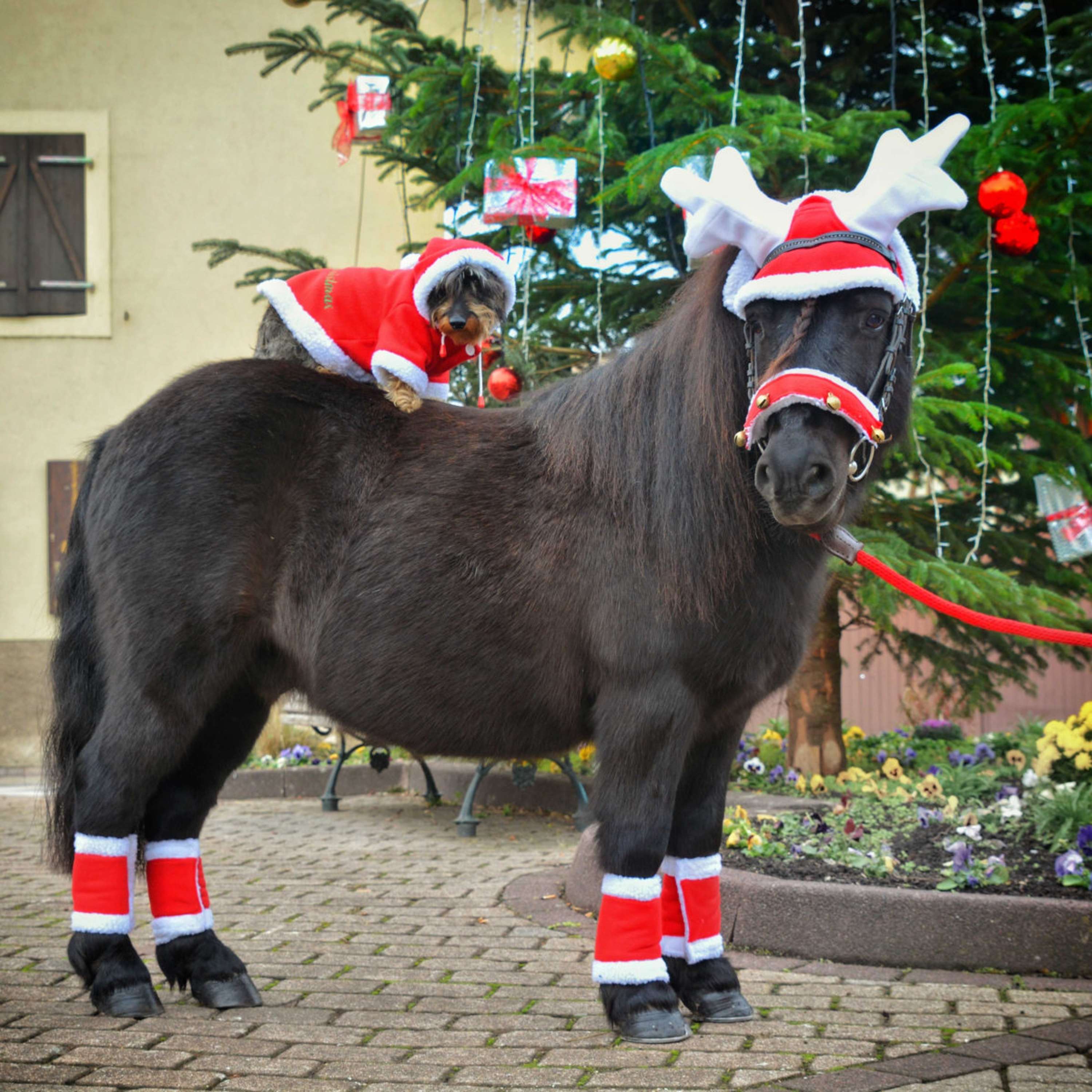 EQUITHÈME Rentiergeweih Nikolausmütze Rot