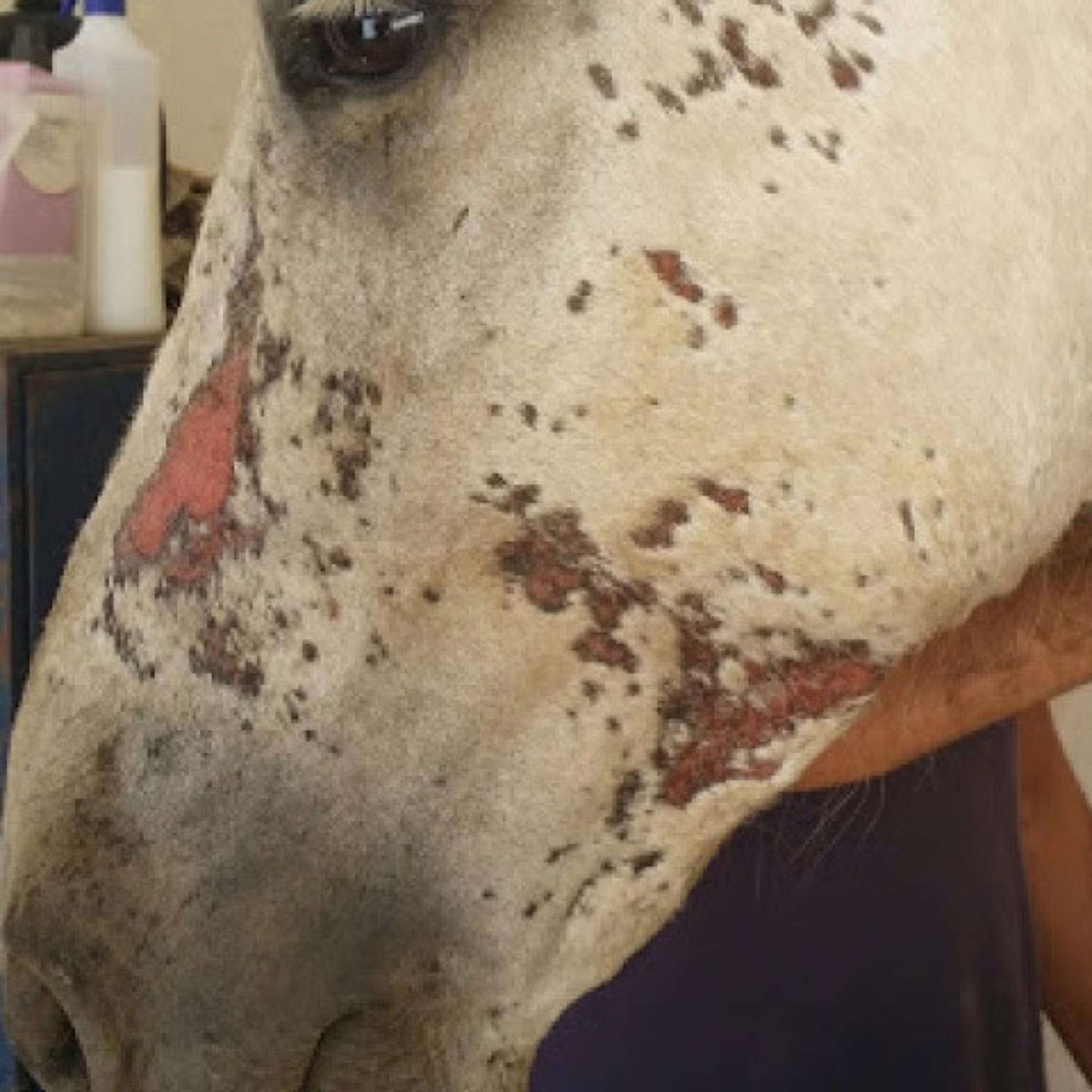 Animaderm Pflegecreme Cutene Animaderm Pflegecreme Cutene