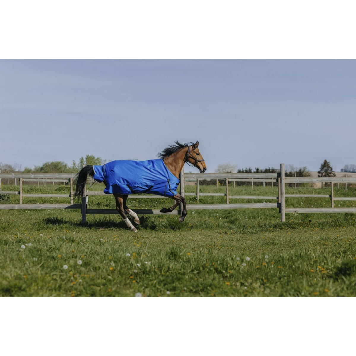 EQUITHÈME Outdoordecke Tyrex 1200D 150g Aisance Standard Royal Blue