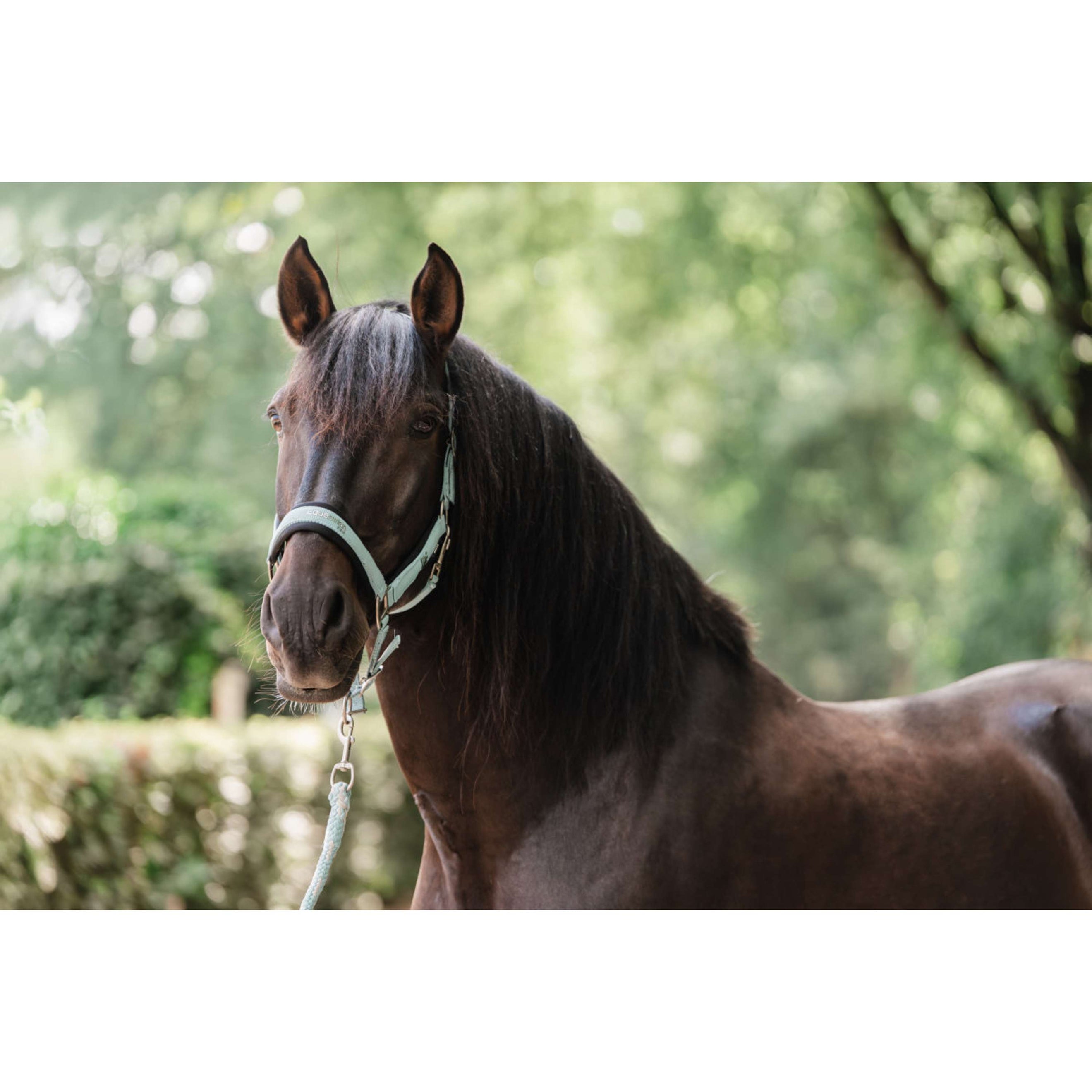 EQPRO Halfterset Precious Blue Reef