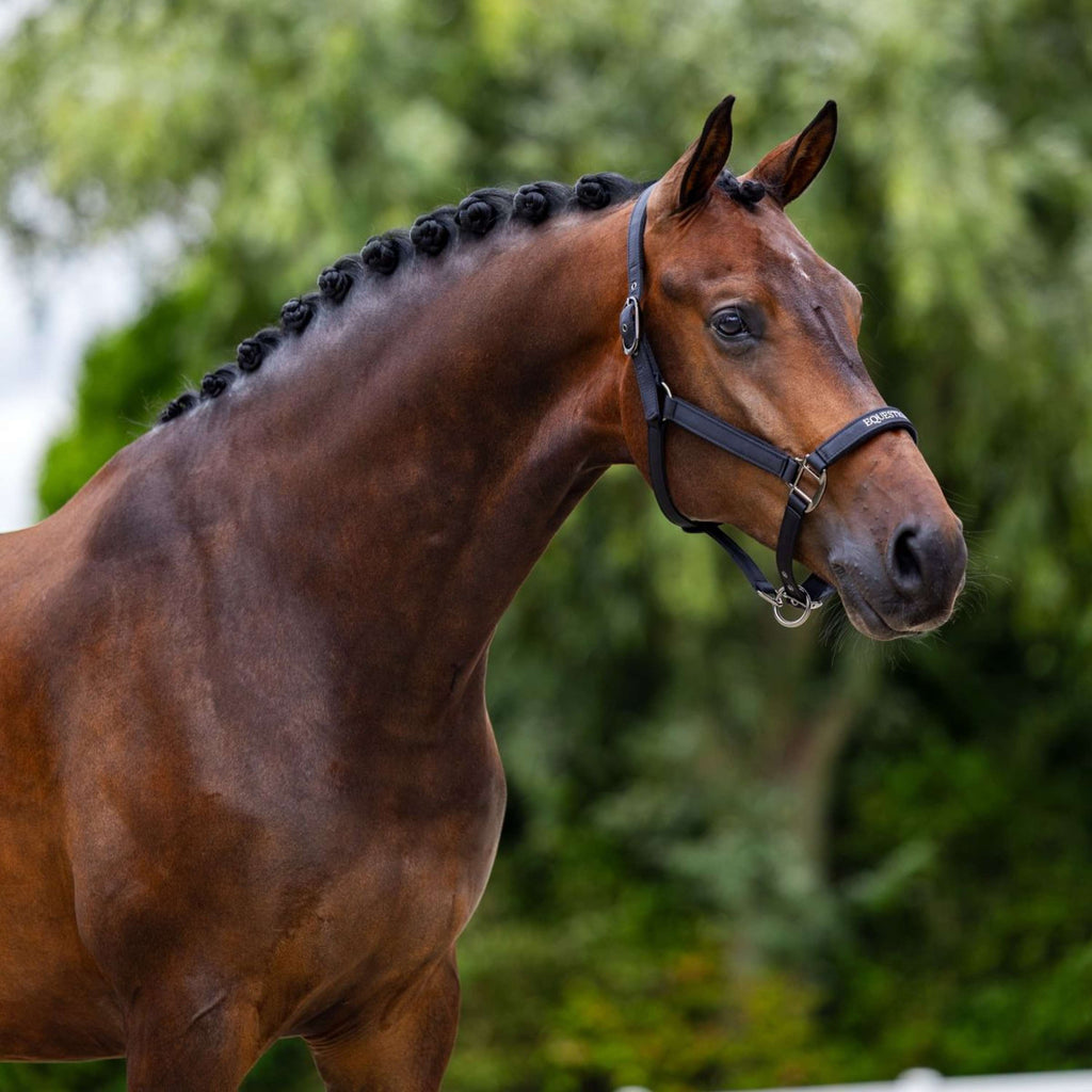Equestrian Stockholm Halfter Line Schwarz