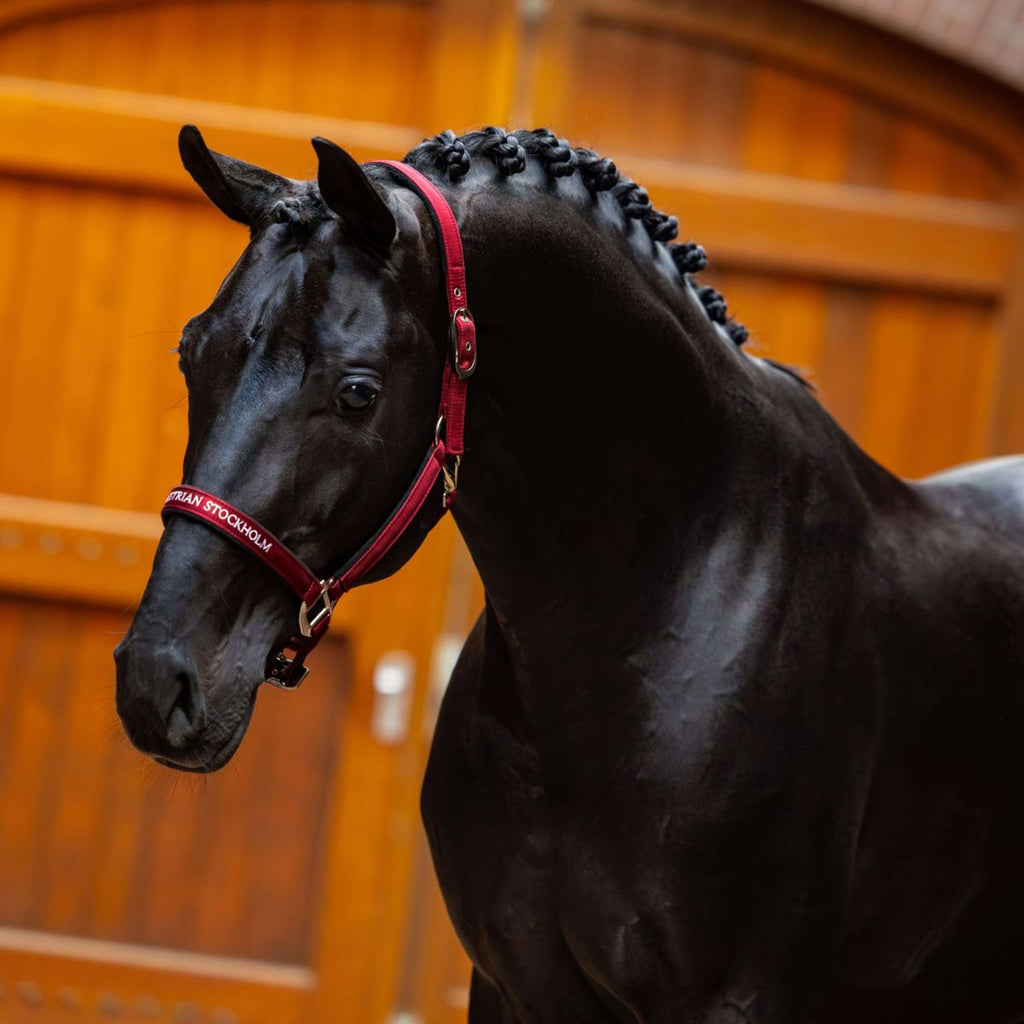 Equestrian Stockholm Halfter Line Bordeaux