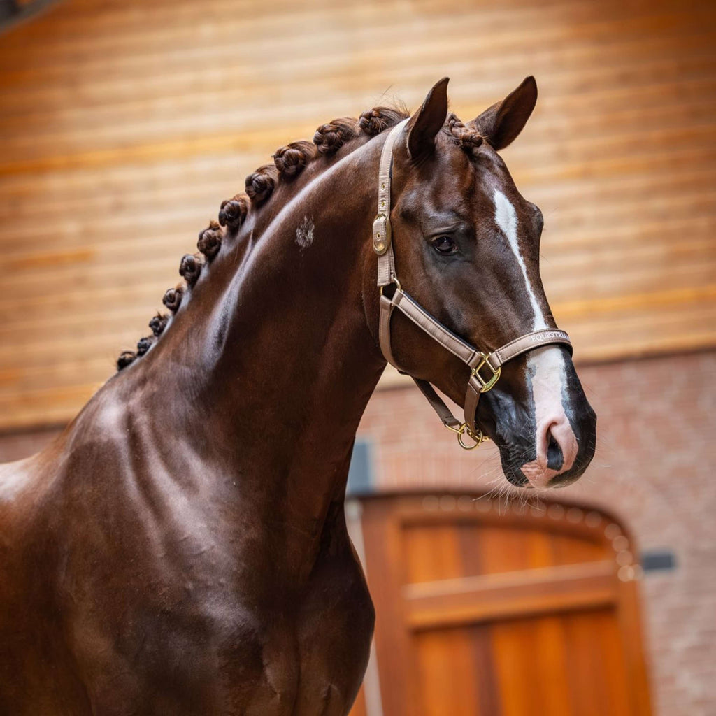 Equestrian Stockholm Halfter Line Champagne