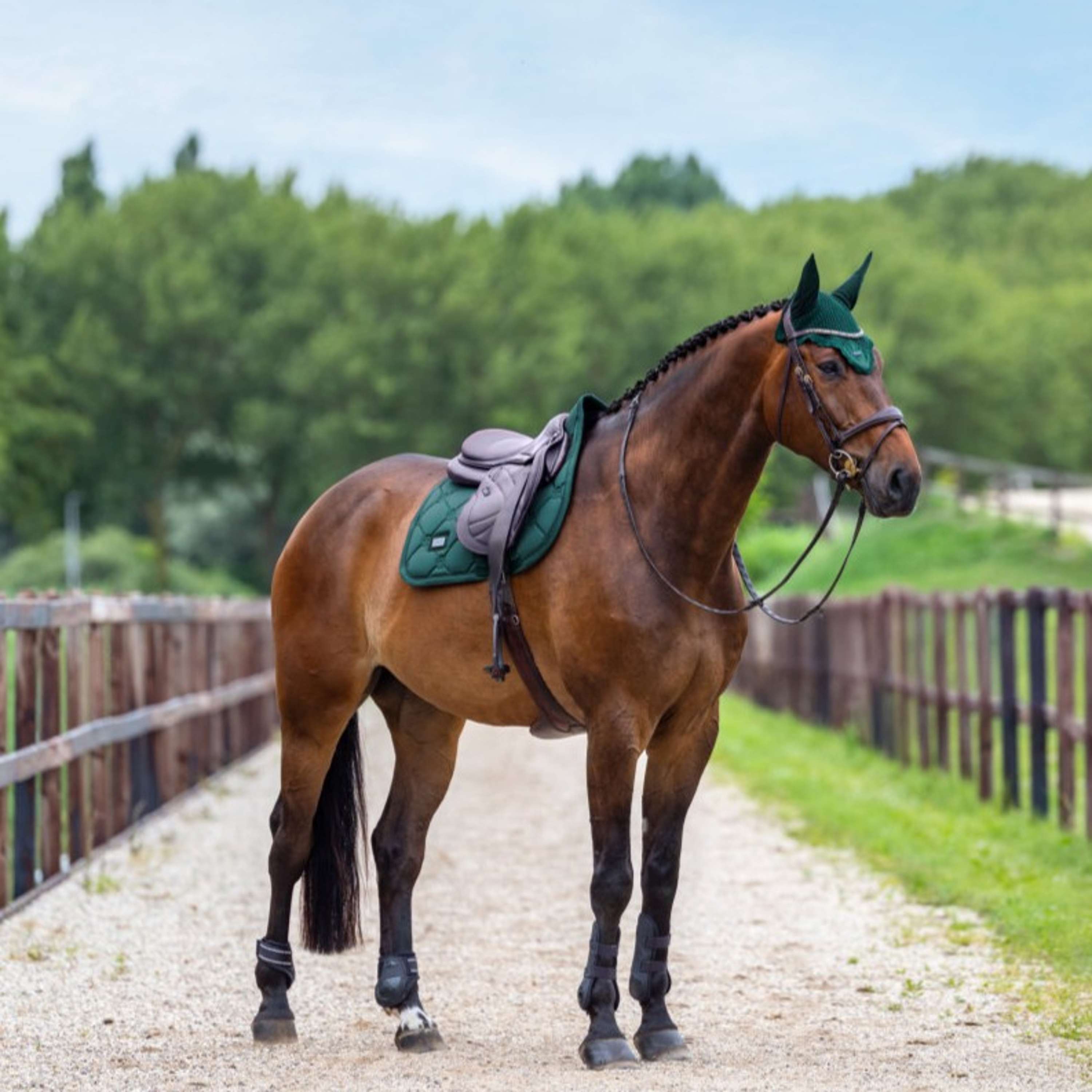 Equestrian Stockholm Schabracke Satin Springen Sycamore Green