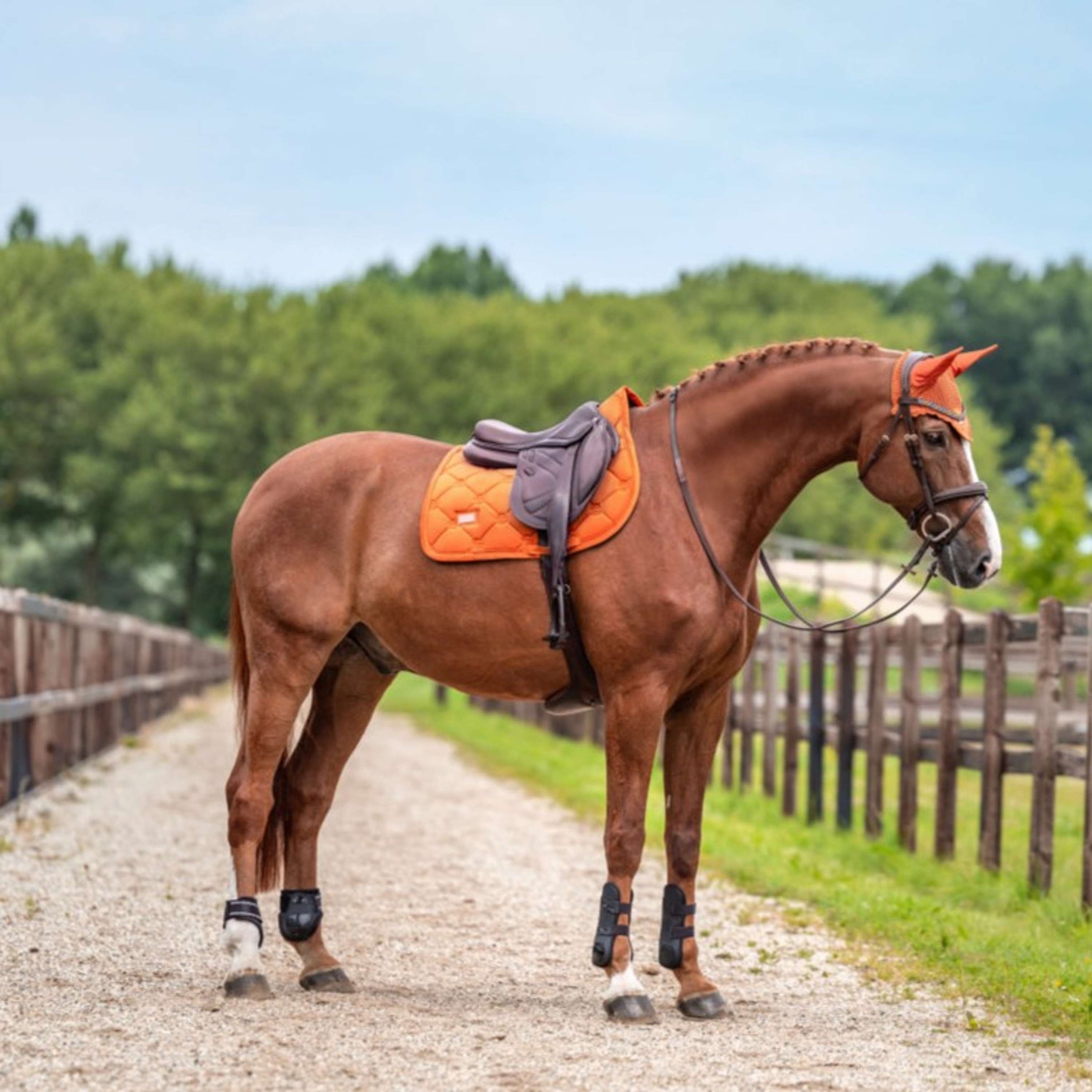 Equestrian Stockholm Schabracke Velvet Springen Chestnut