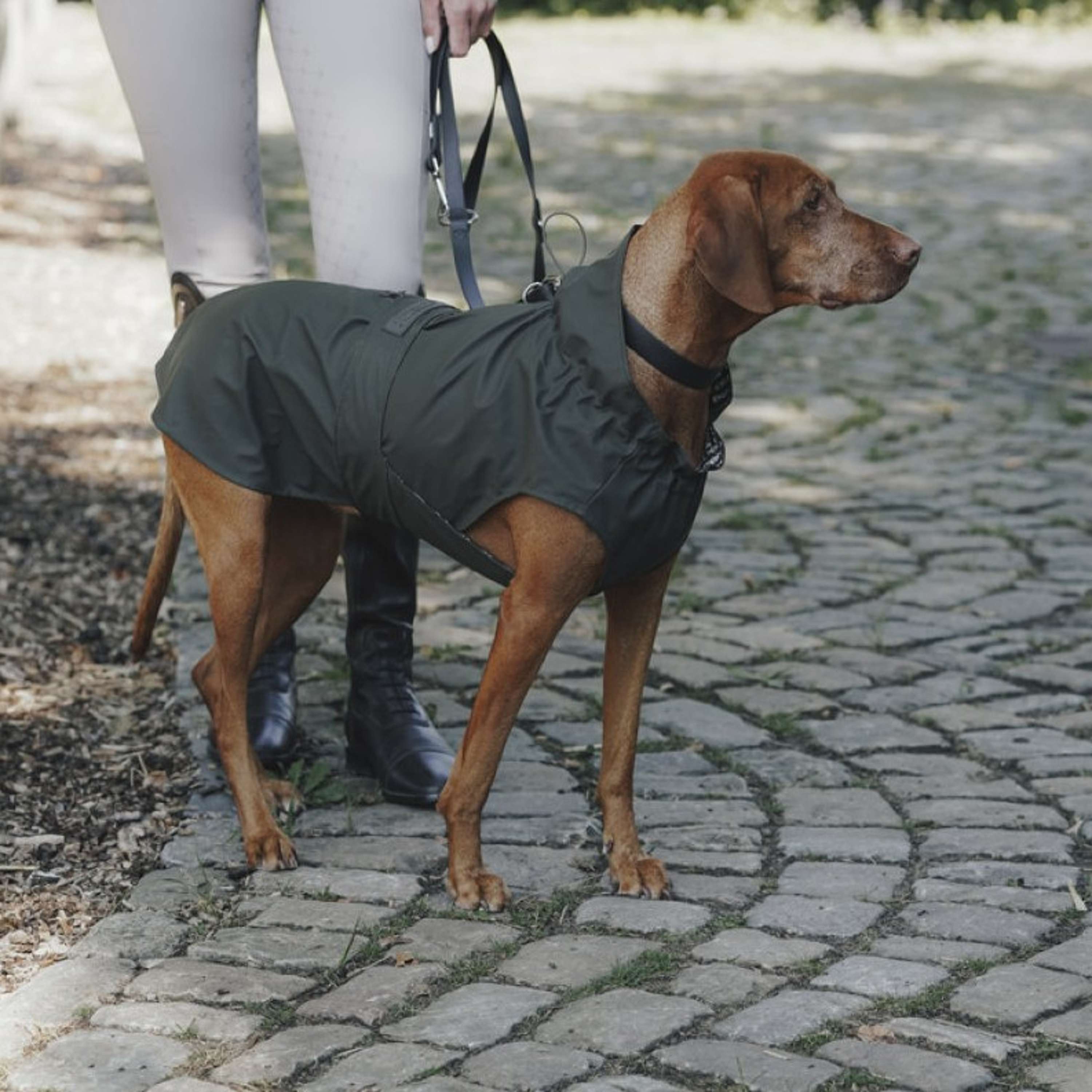 Hunter x Eskadron Hund Regenmantel Rainshield Olive