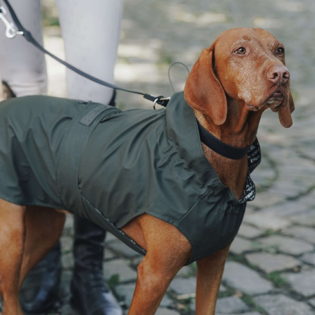 Hunter x Eskadron Hundehalsband Spark Schwarz