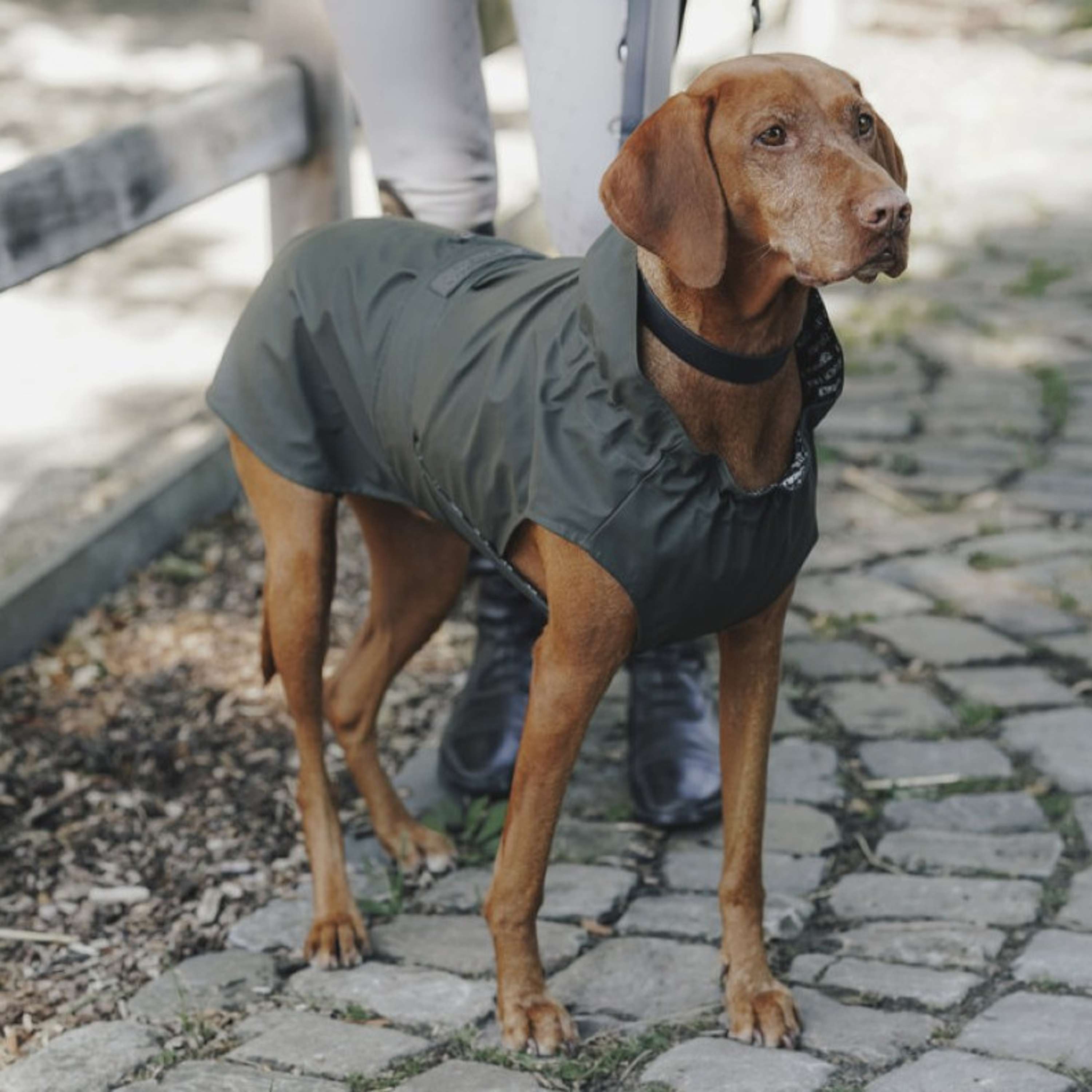 Hunter x Eskadron Hund Regenmantel Rainshield Olive