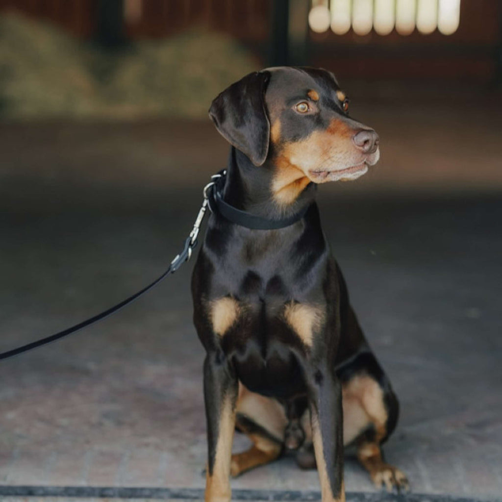 Hunter x Eskadron Hundehalsband Spark Schwarz