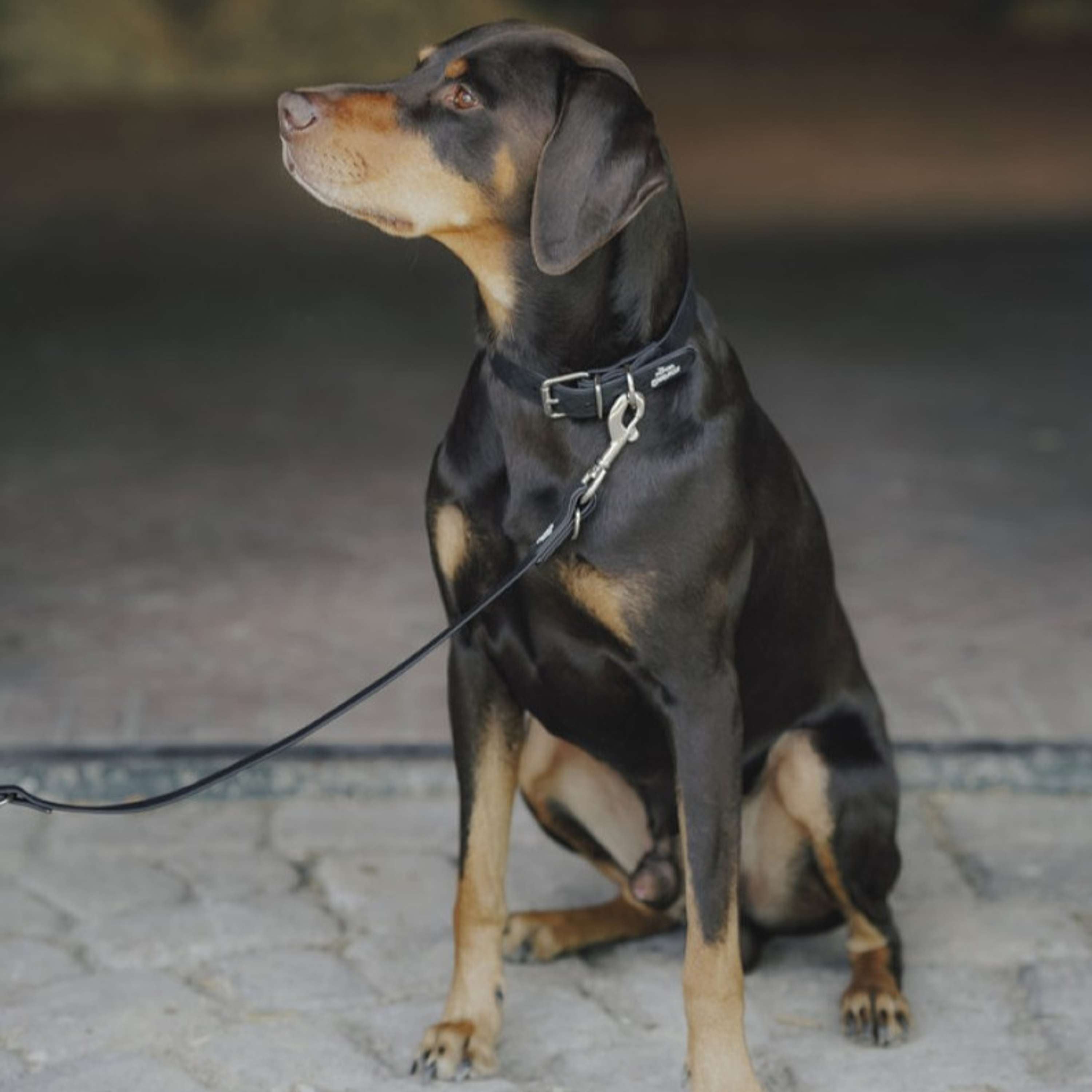 Hunter x Eskadron Hundehalsband Spark Schwarz