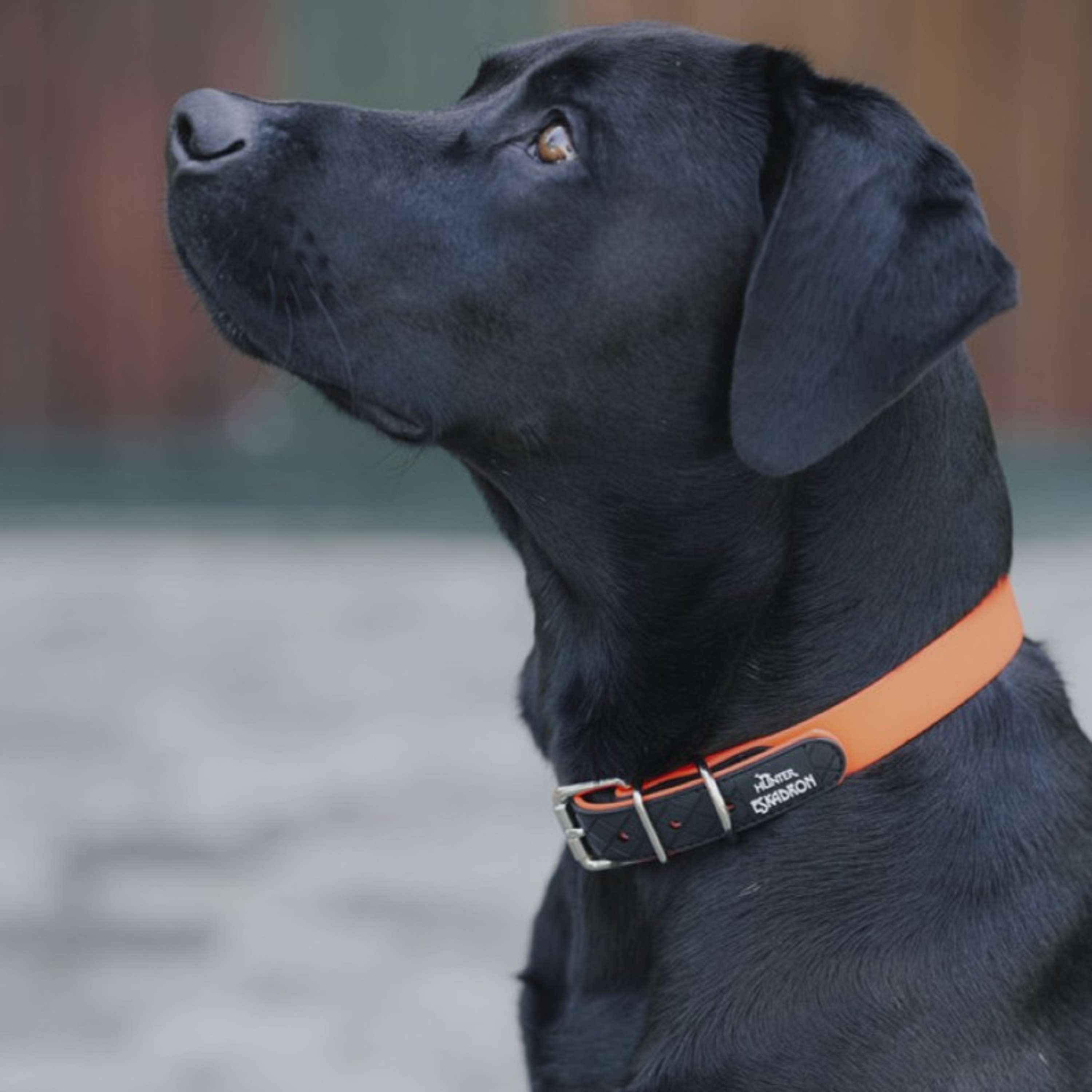 Hunter x Eskadron Hundehalsband Spark Neonorange