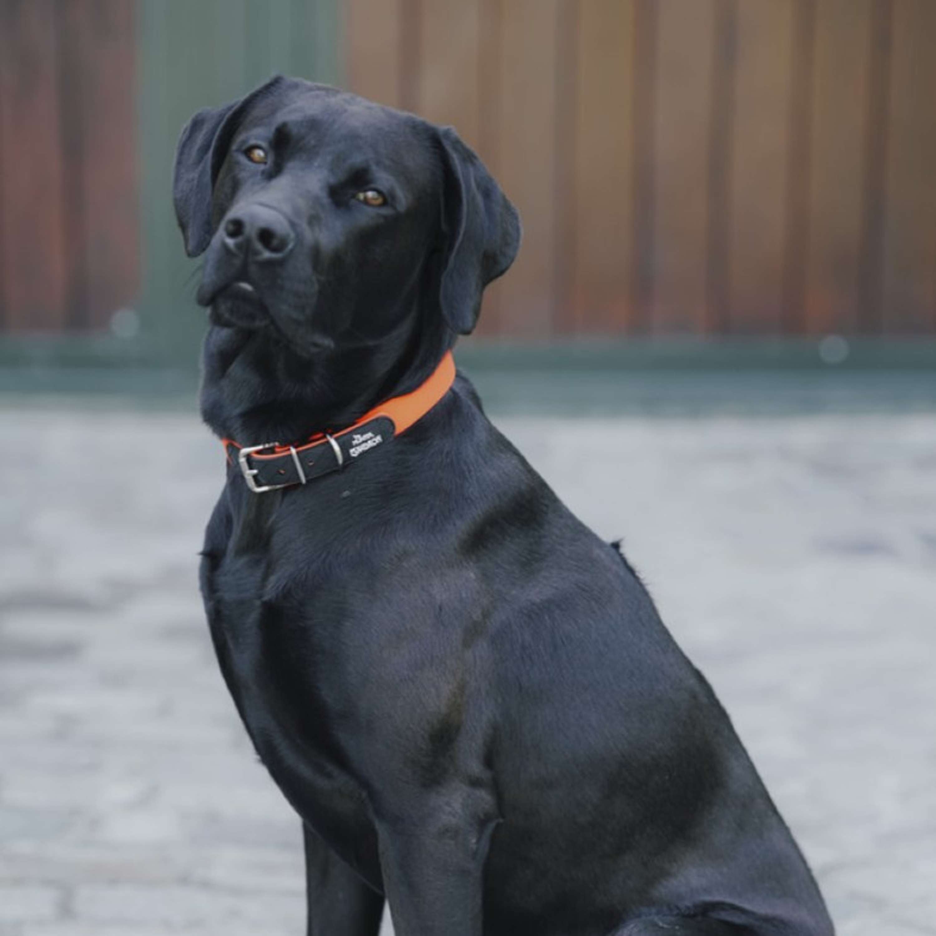 Hunter x Eskadron Hundehalsband Spark Neonorange