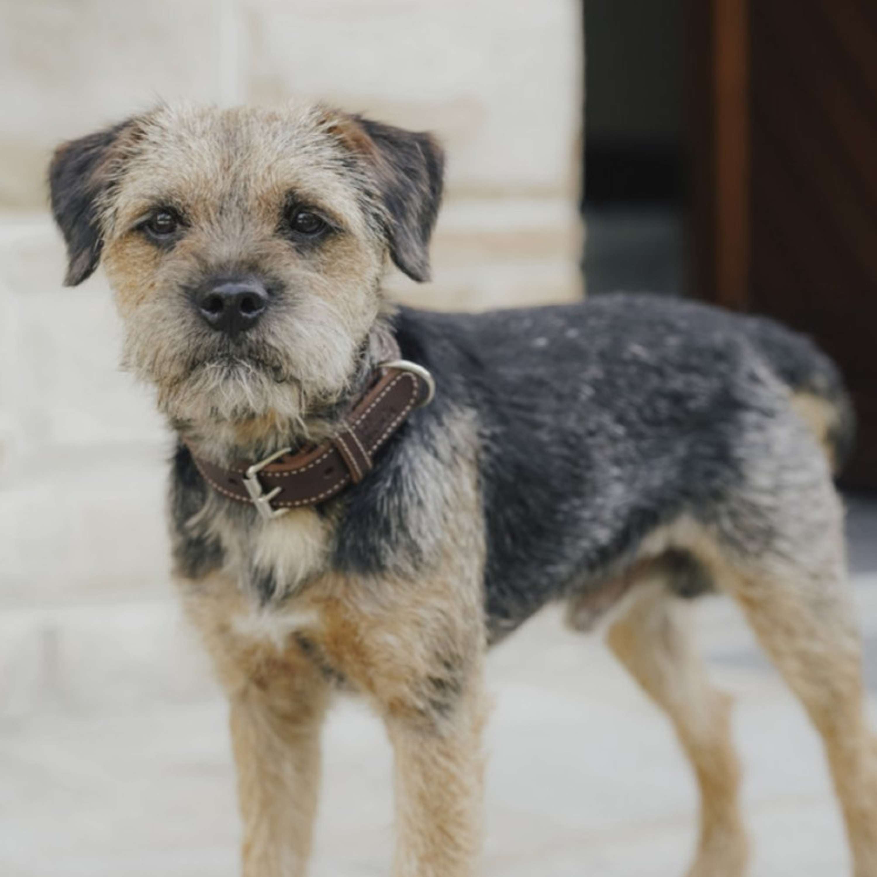 Hunter x Eskadron Hundehalsband Craft Dunkelbraun