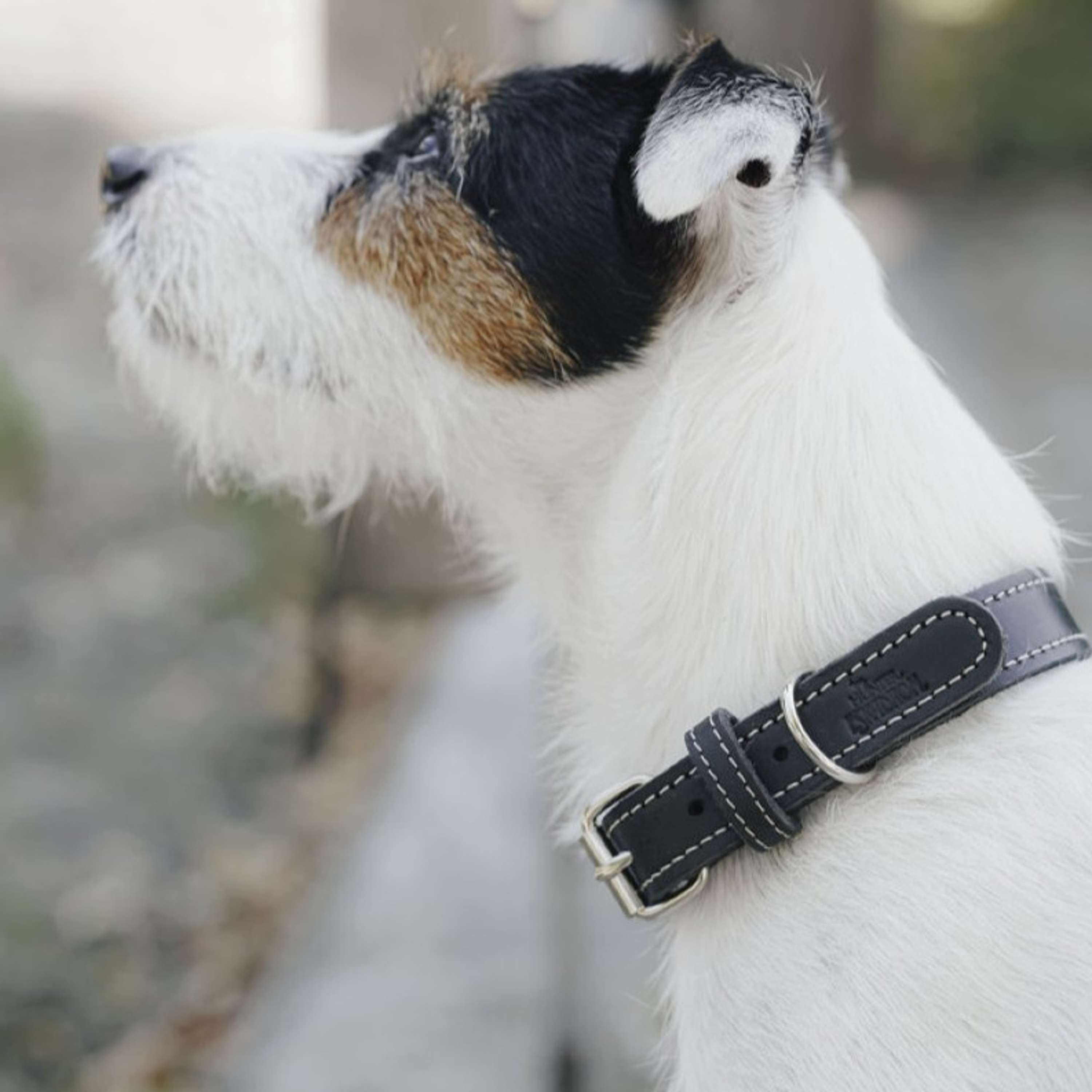 Hunter x Eskadron Hundehalsband Craft Schwarz