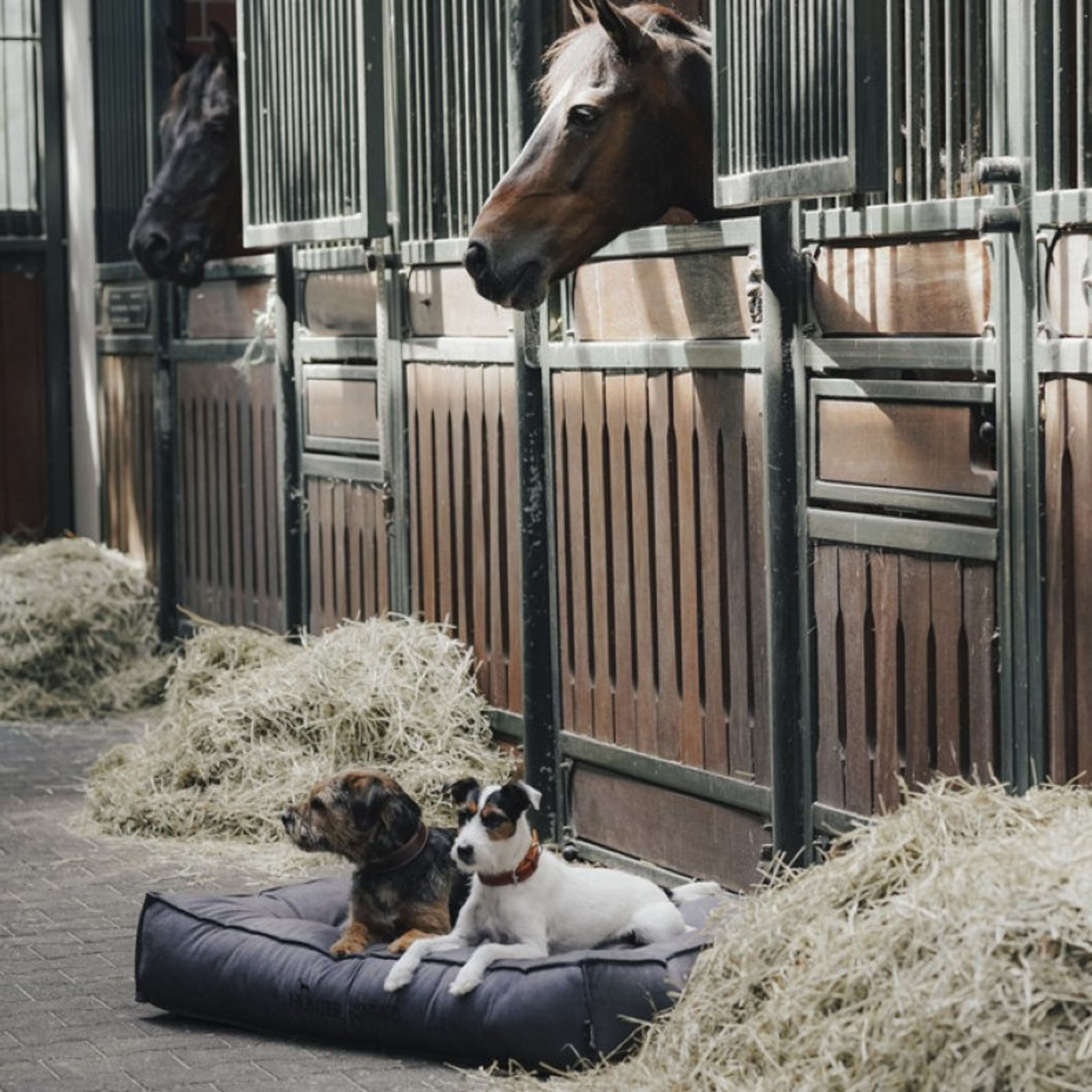 Hunter x Eskadron Hundebett Chester Anthrazit kariert