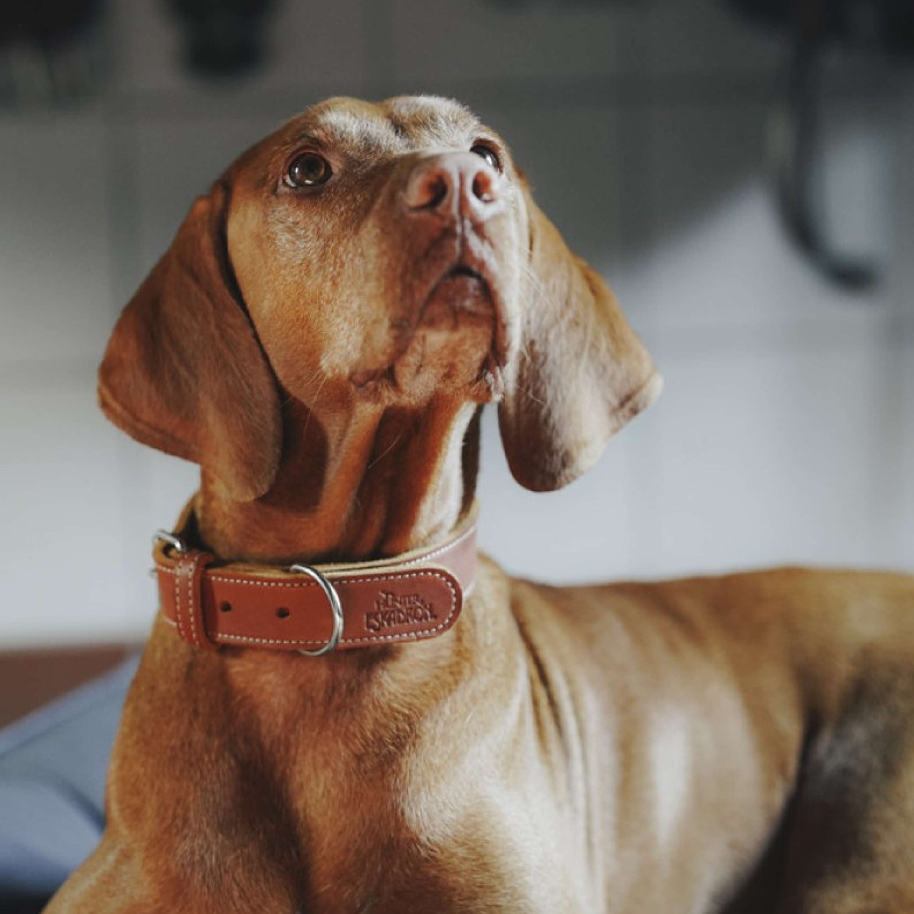 Hunter x Eskadron Hundehalsband Craft Cognac