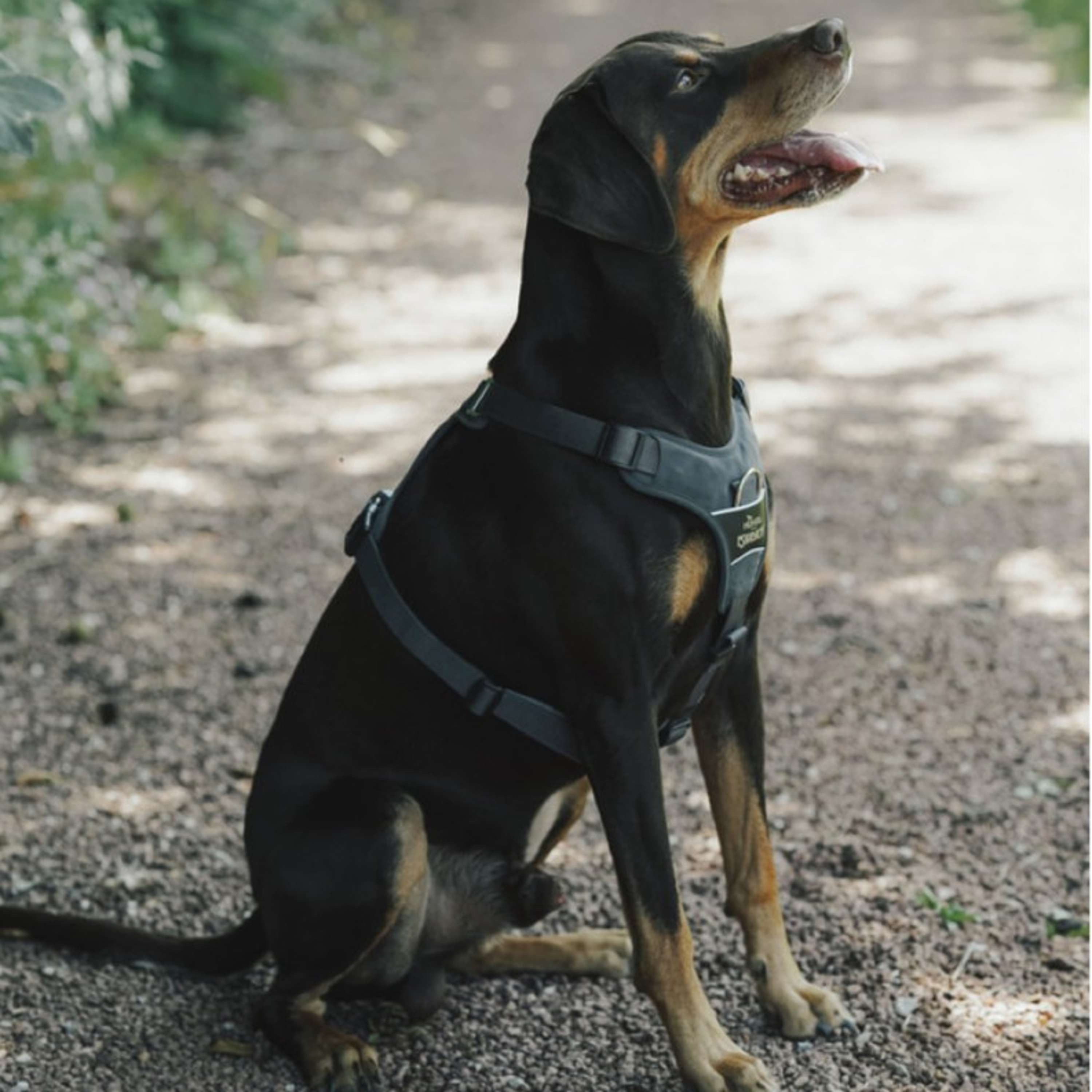Hunter x Eskadron Hundegeschirr Motion Reflect Anthrazit