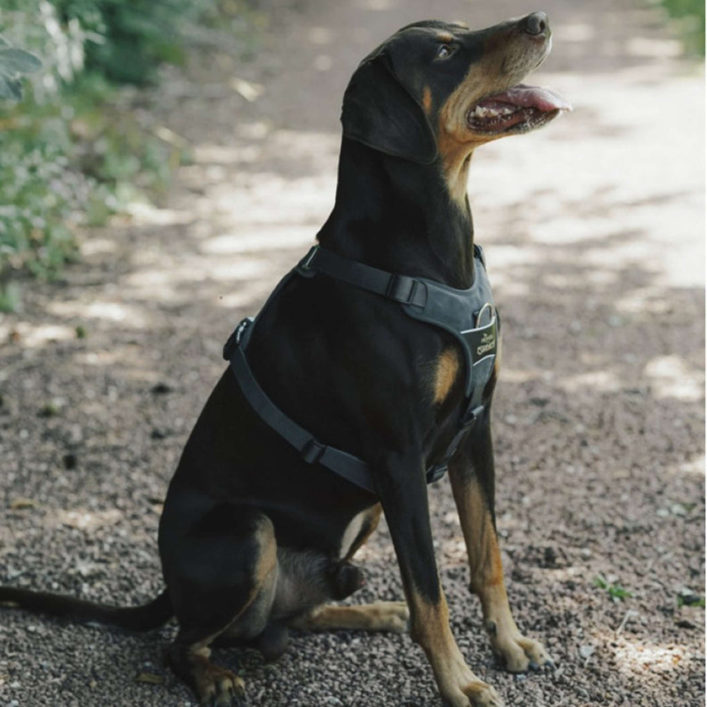 Hunter x Eskadron Hundegeschirr Motion Reflect Anthrazit
