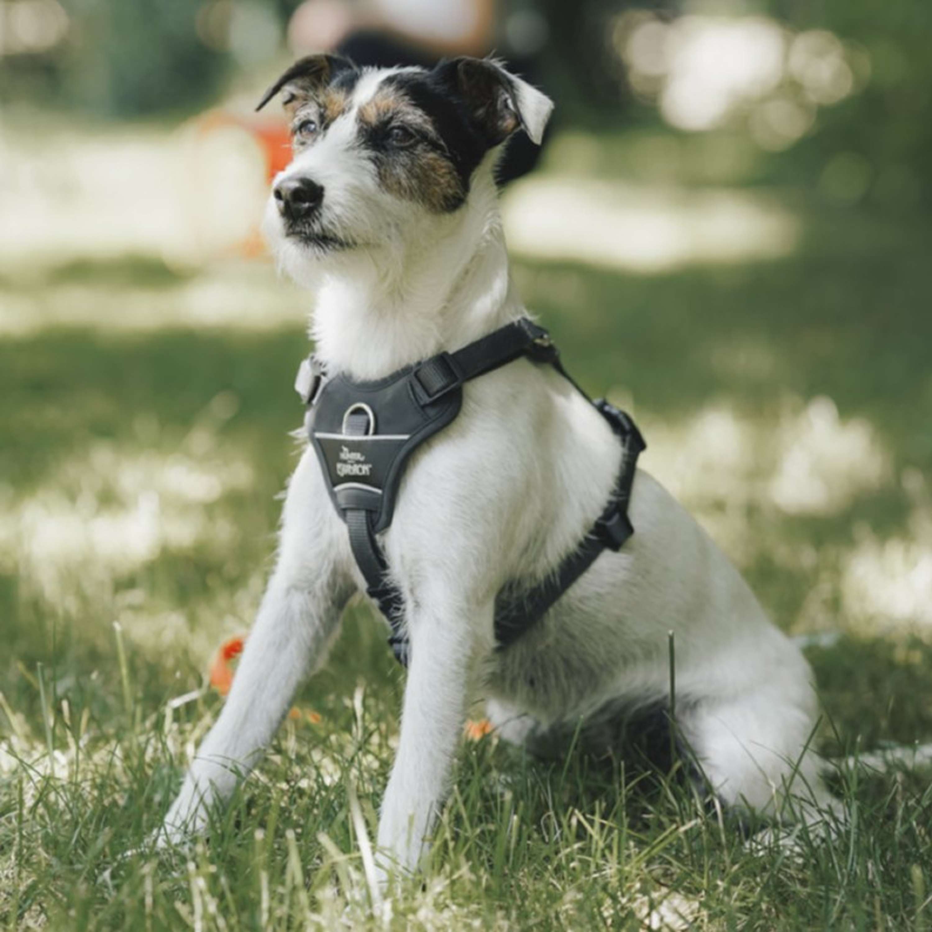 Hunter x Eskadron Hundegeschirr Motion Reflect Anthrazit