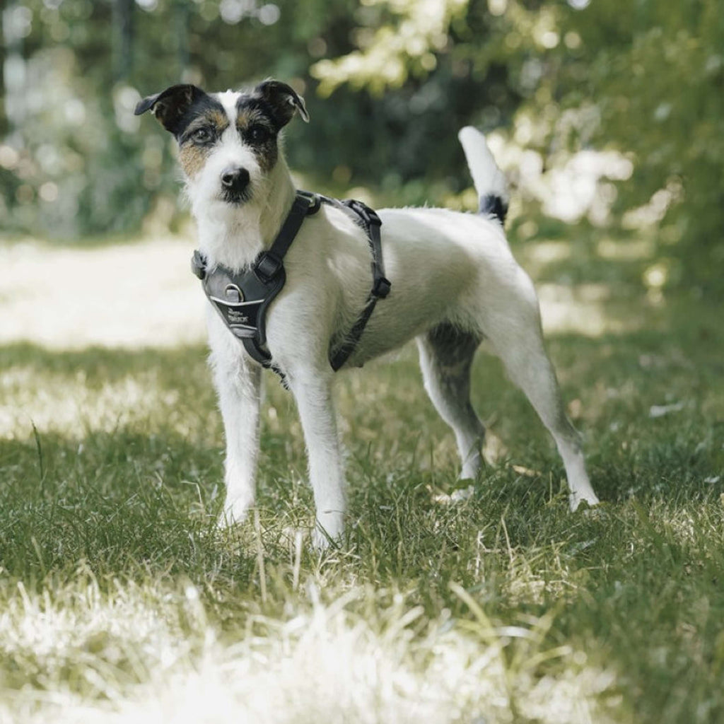 Hunter x Eskadron Hundegeschirr Motion Reflect Anthrazit