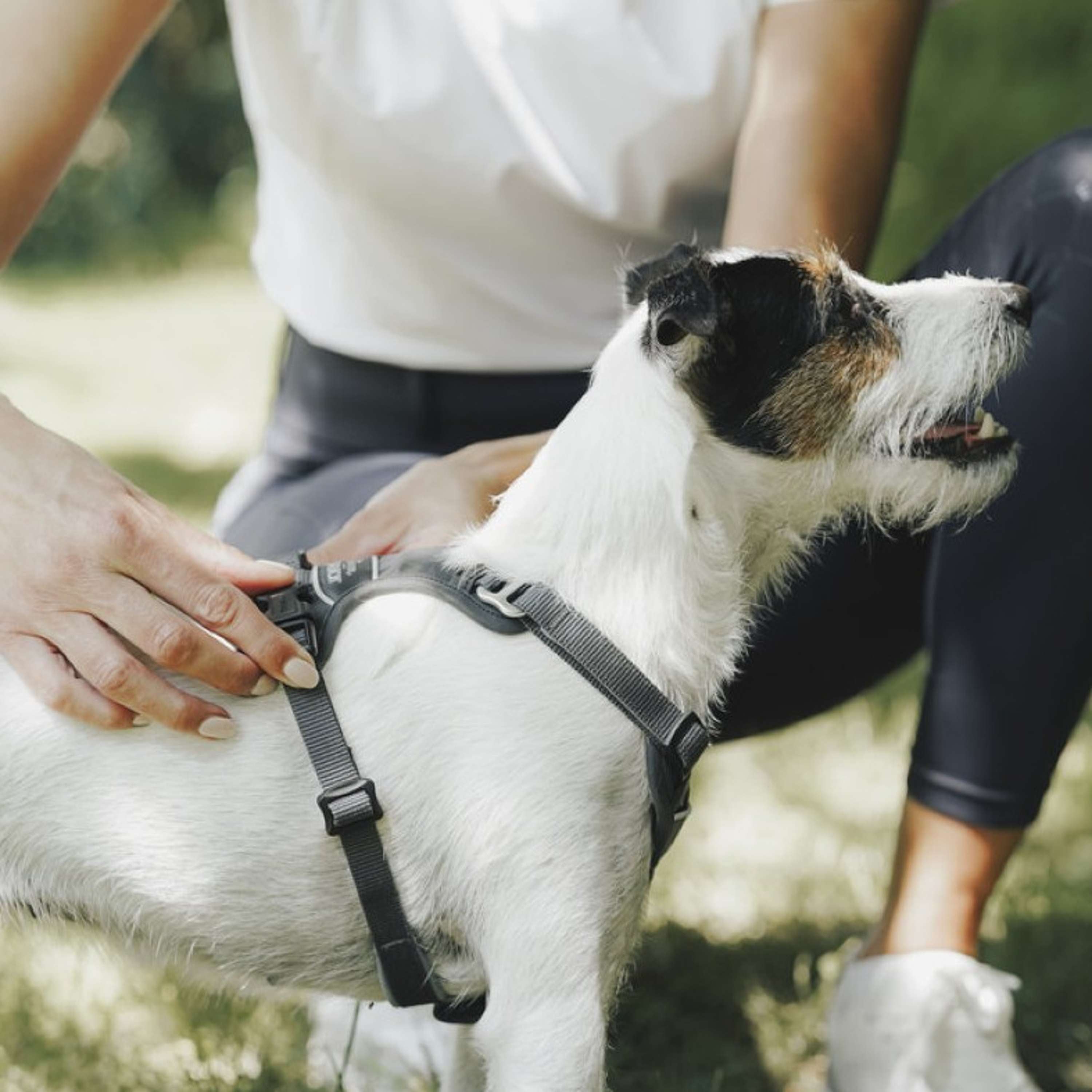 Hunter x Eskadron Hundegeschirr Motion Reflect Anthrazit