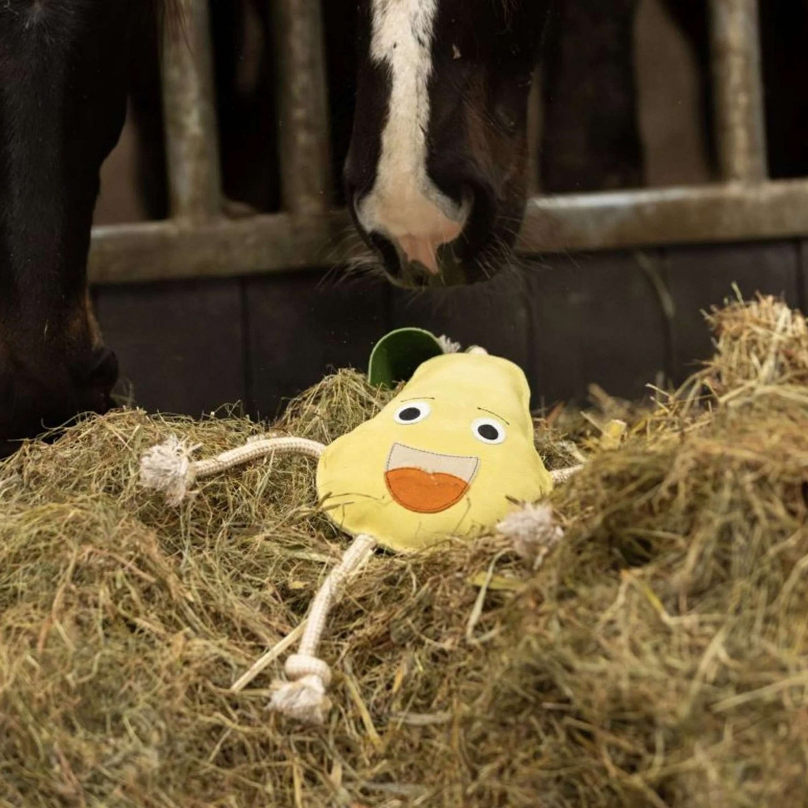 Excellent Horse Foodie Friends Pear