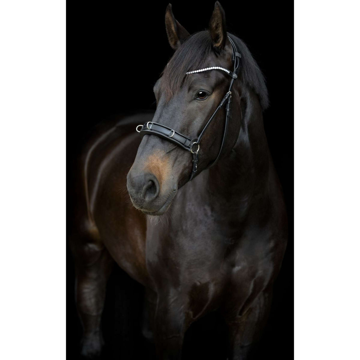 Catago Kinnriemen Gentle Schwarz