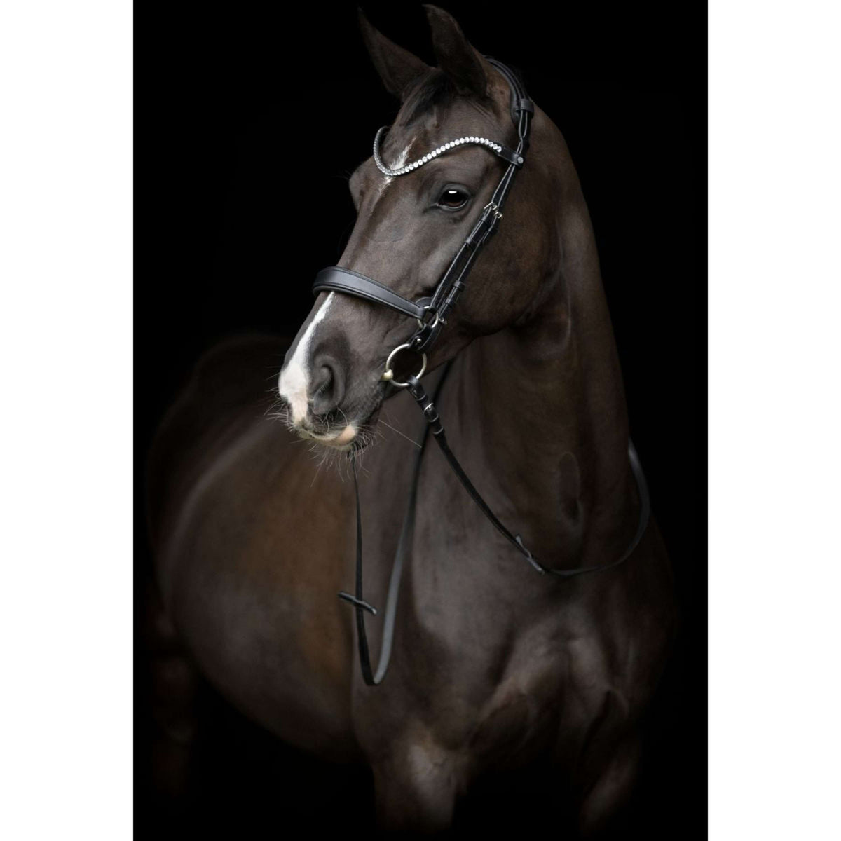 Catago Reithalfter Gentle Schwarz