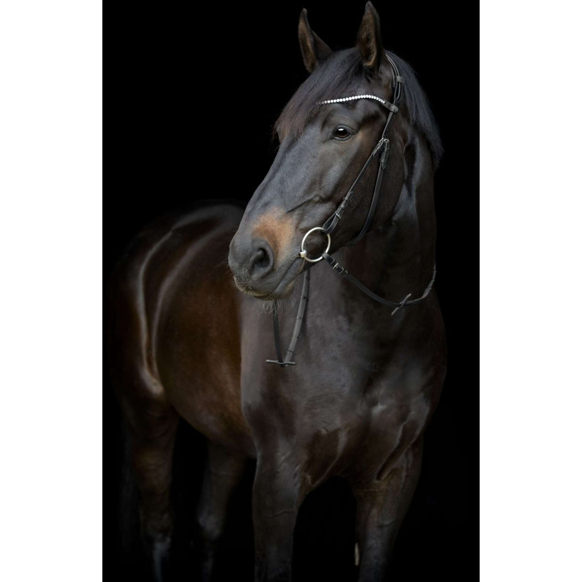 Catago Stirnriemen Gentle Schwarz